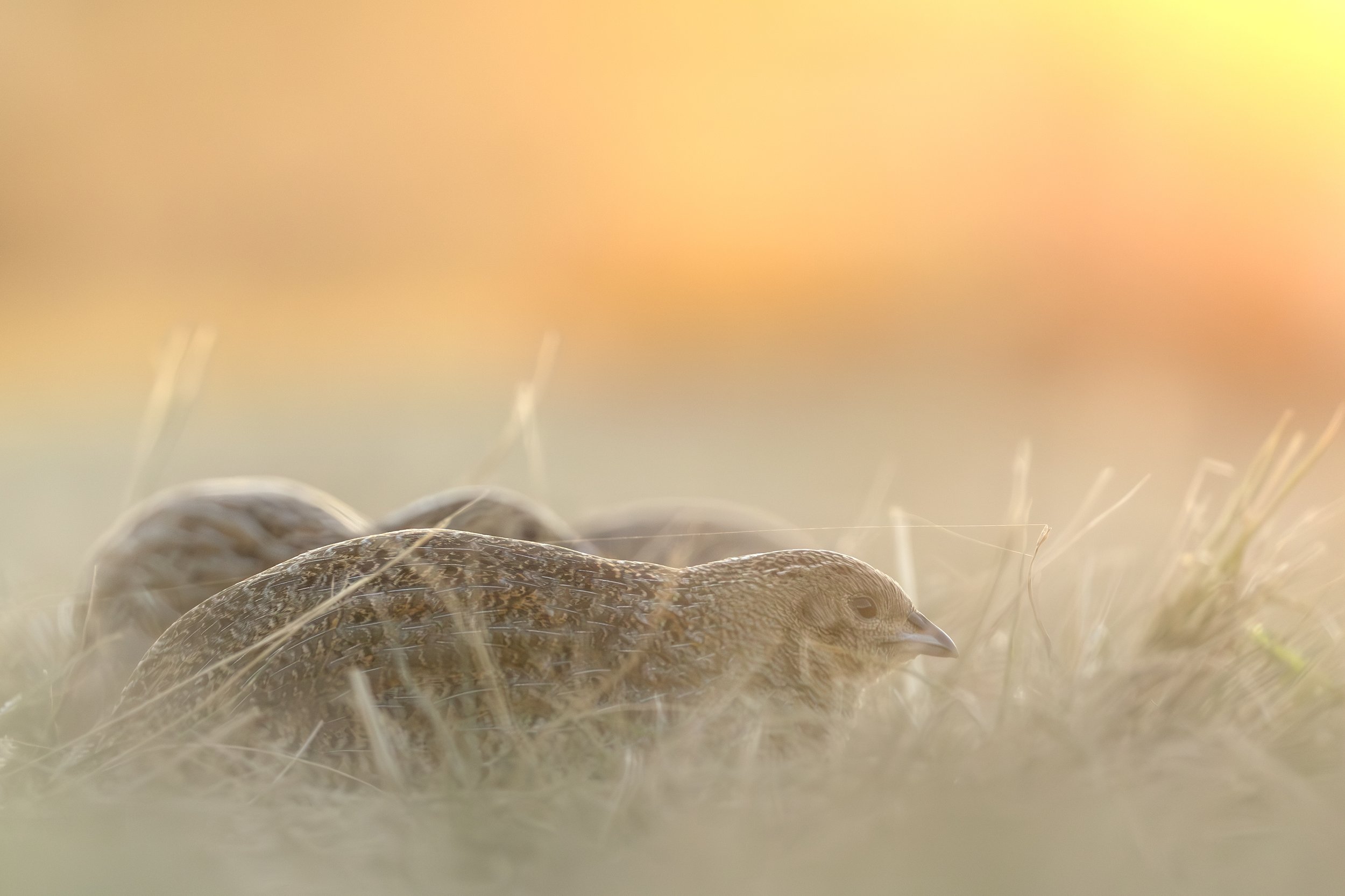 Brown Quail 4A.jpeg