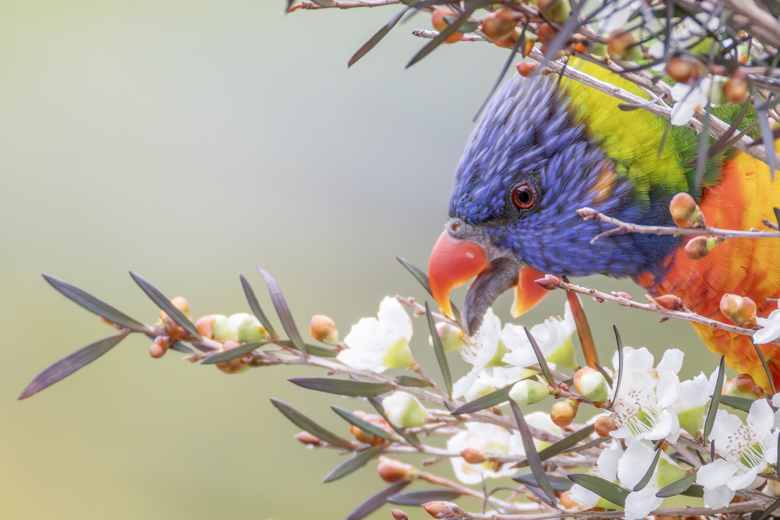 Rainbow Lorikeet 18.jpeg
