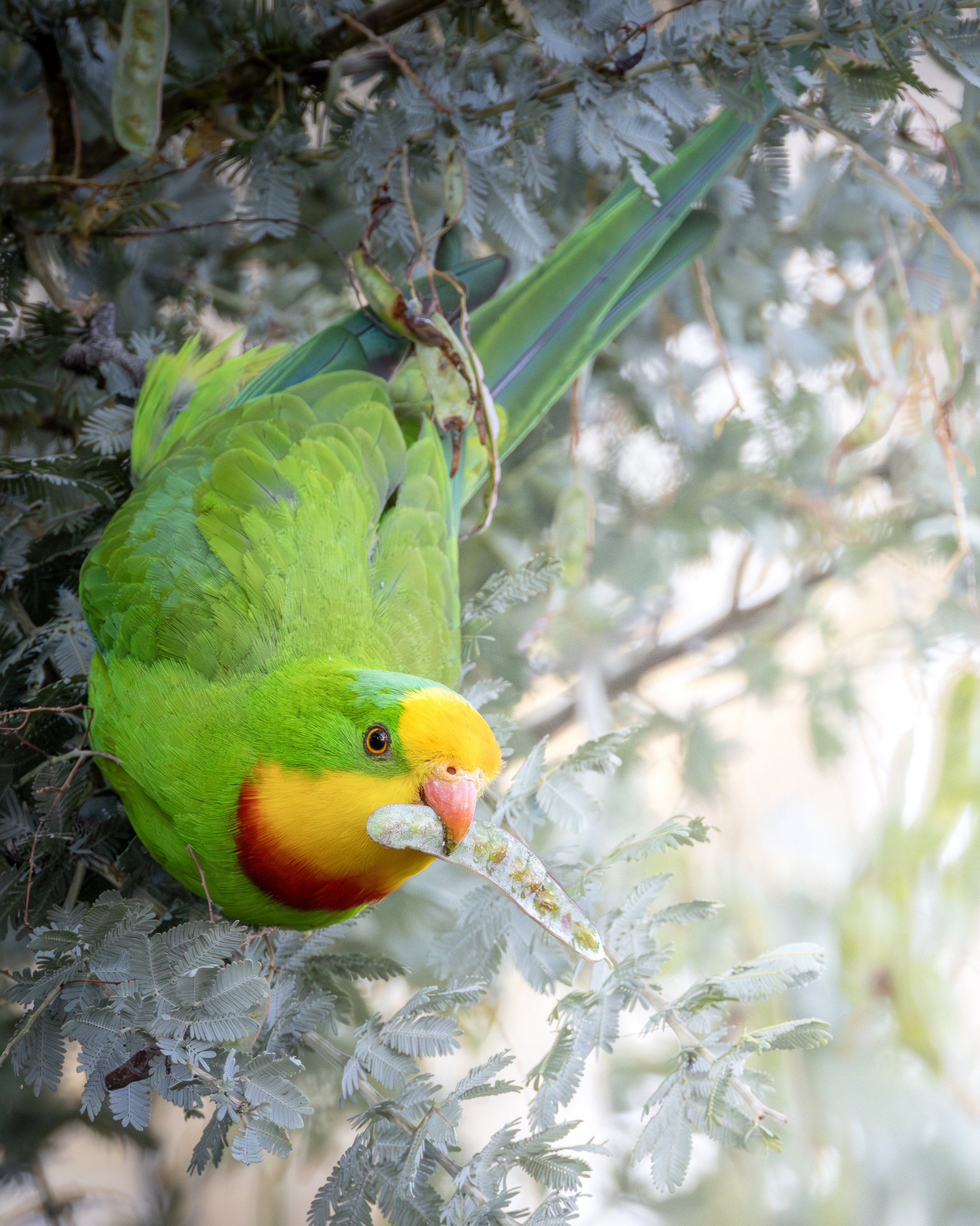 Superb Parrot 25.jpeg