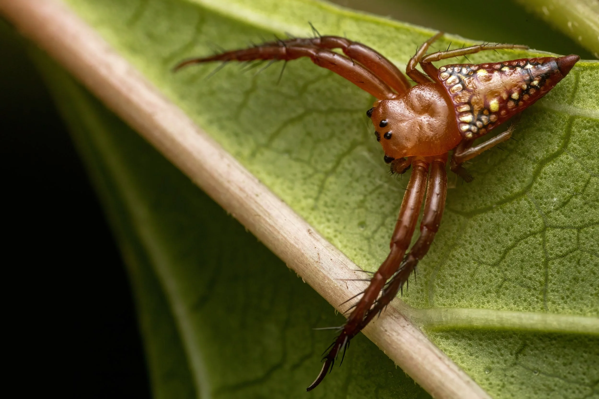 Arkys Spider 2.jpeg