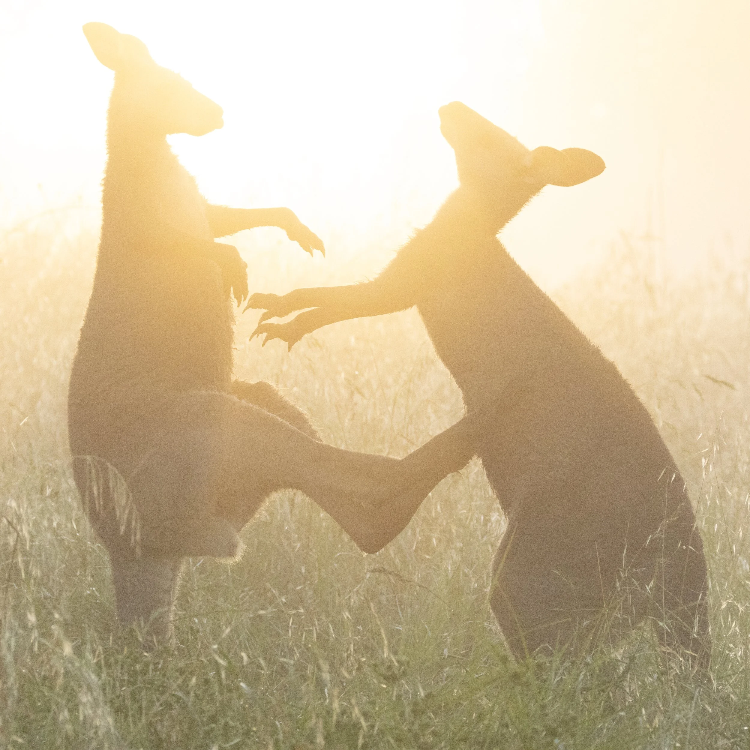 Kangaroos 7.jpeg