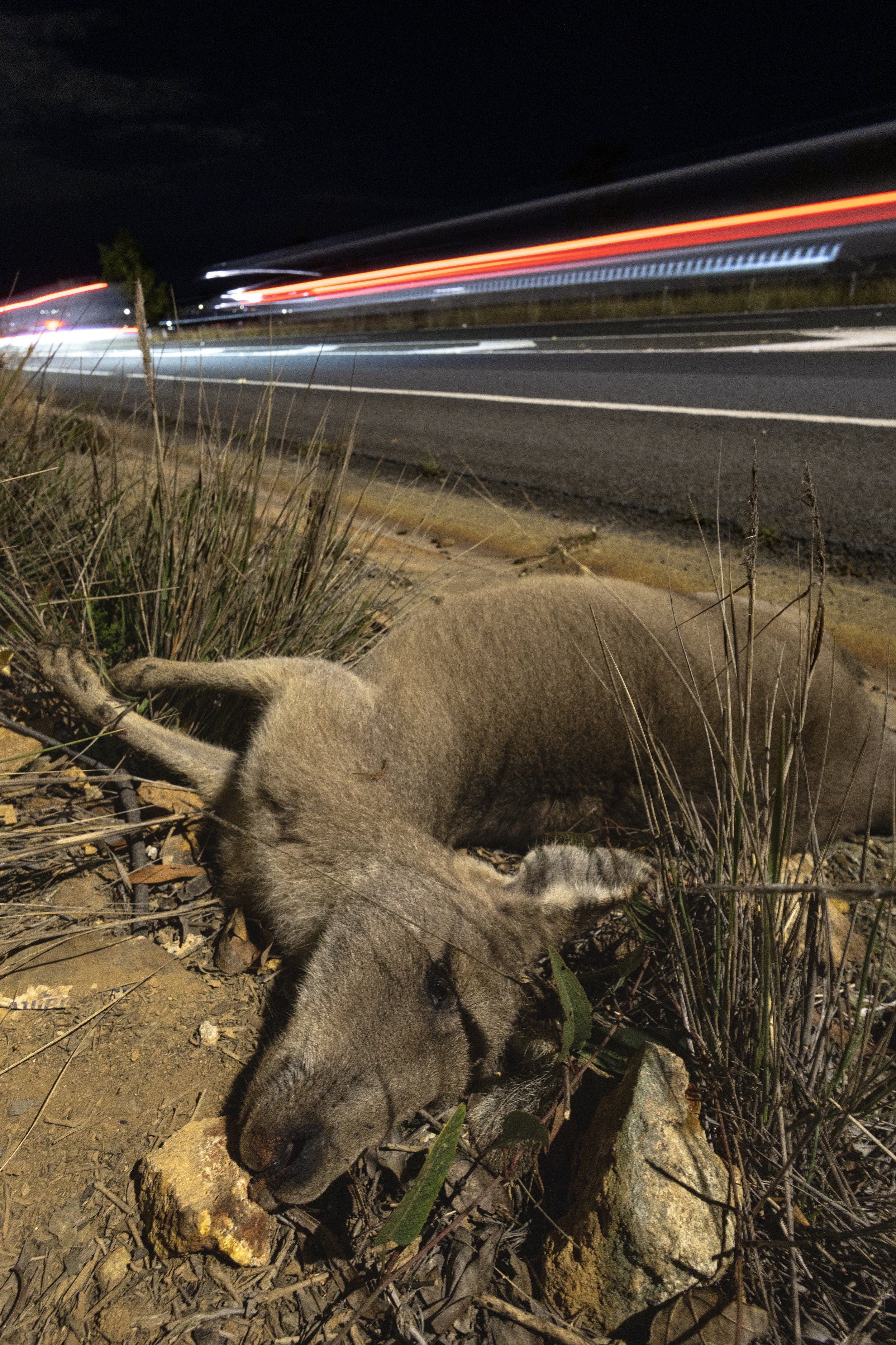 Kangaroo 26.jpeg