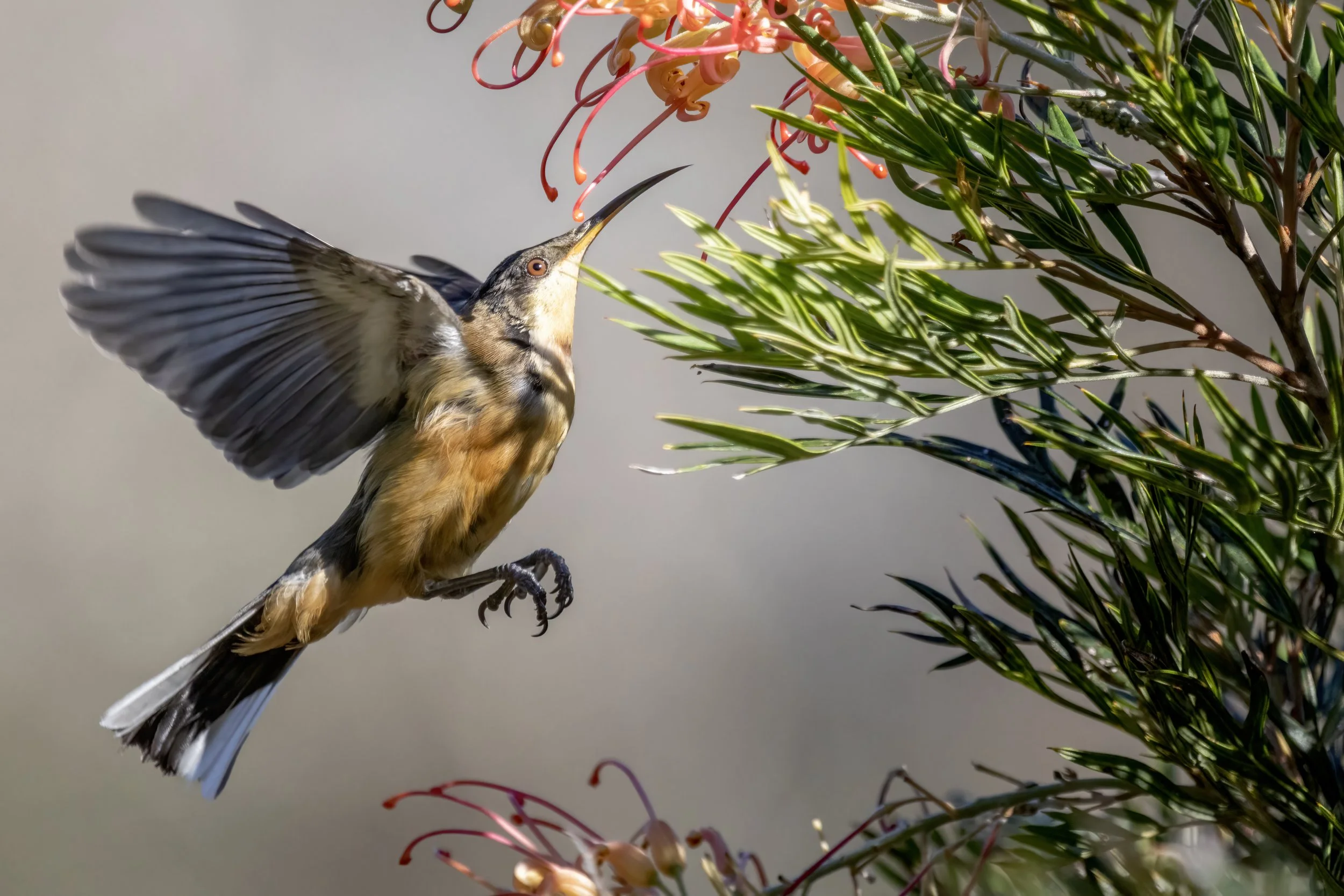 Eastern Spinebill 40.jpeg