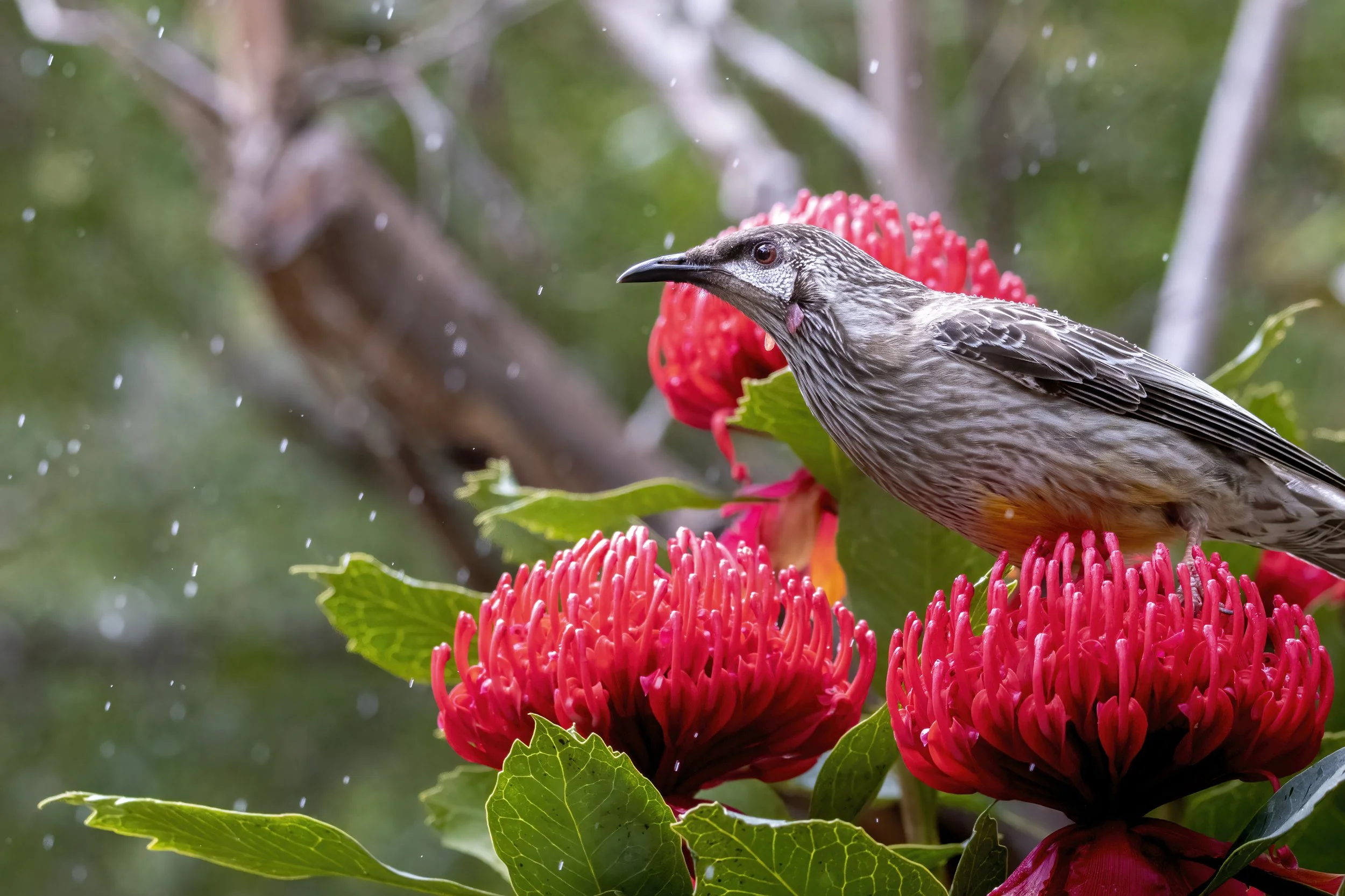 Red Wattle Bird 36B.jpeg