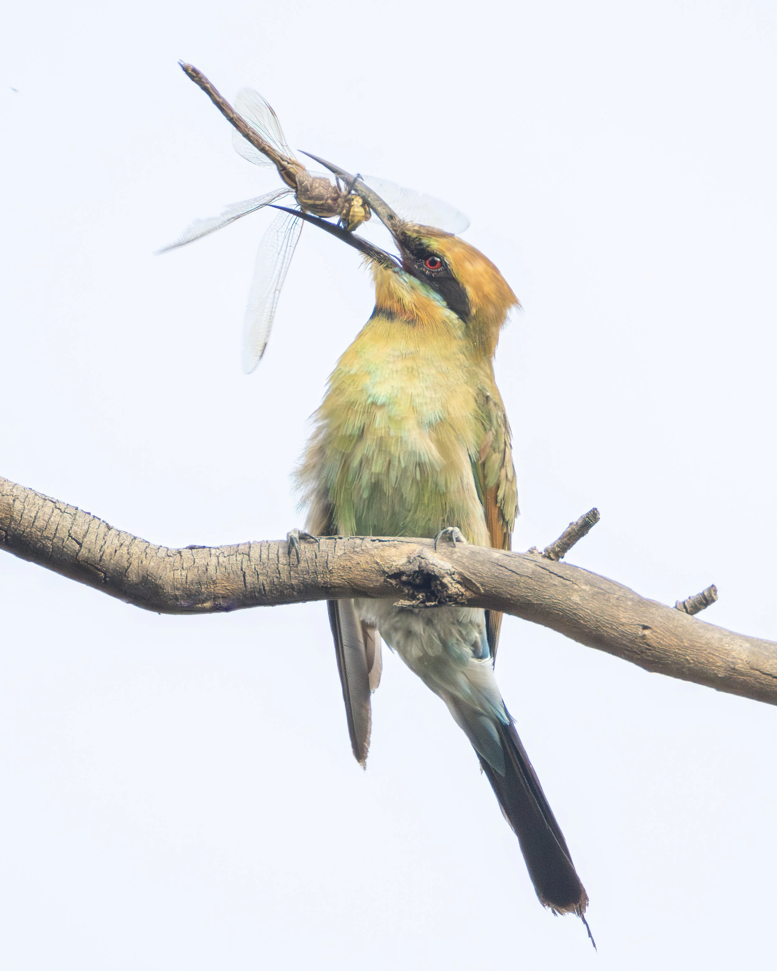 Rainbow Bee-eater 3C.jpeg