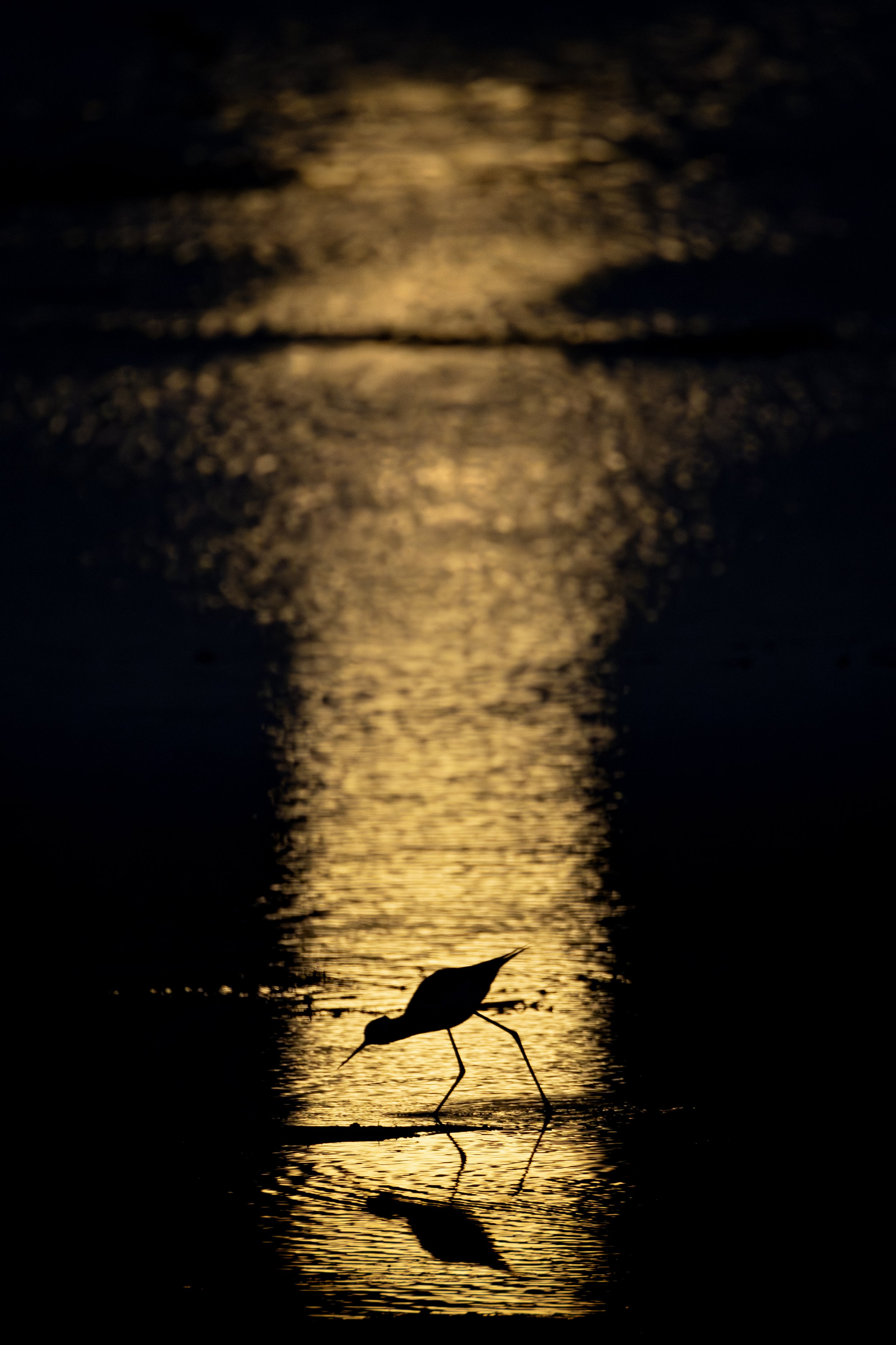 Pied Stilt 2B.jpeg