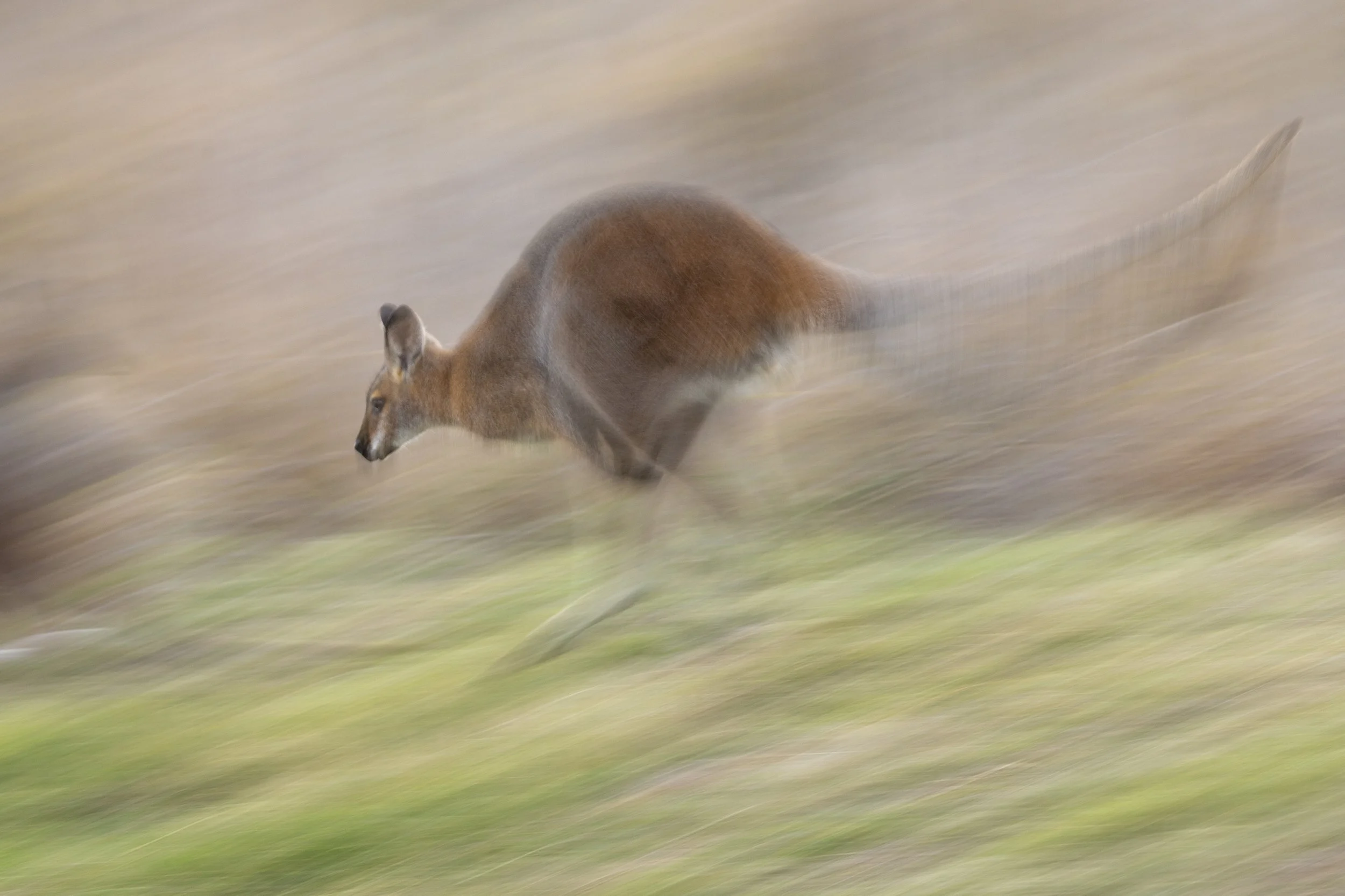 Red-necked Wallaby 6.jpeg