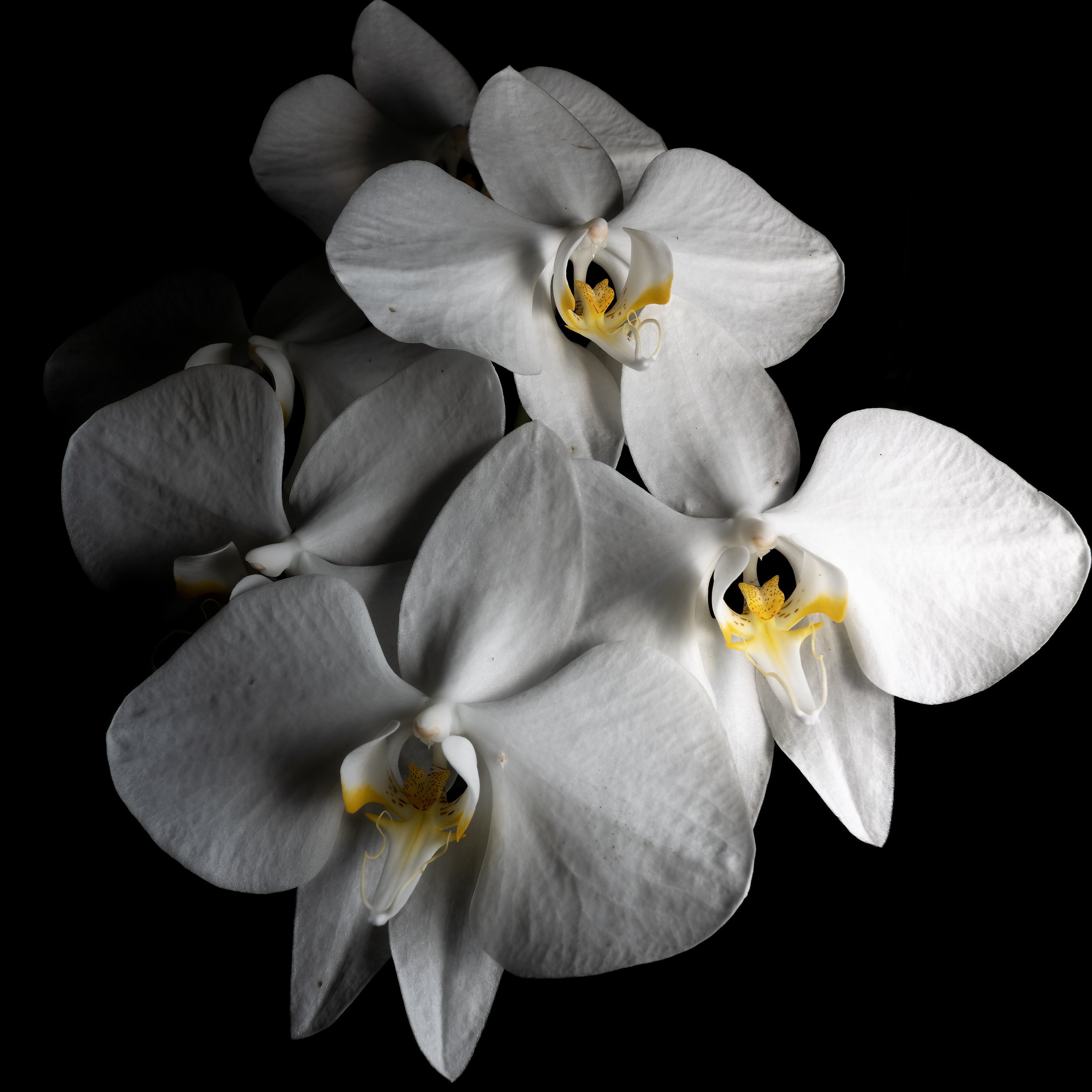 Orchid 2.jpeg