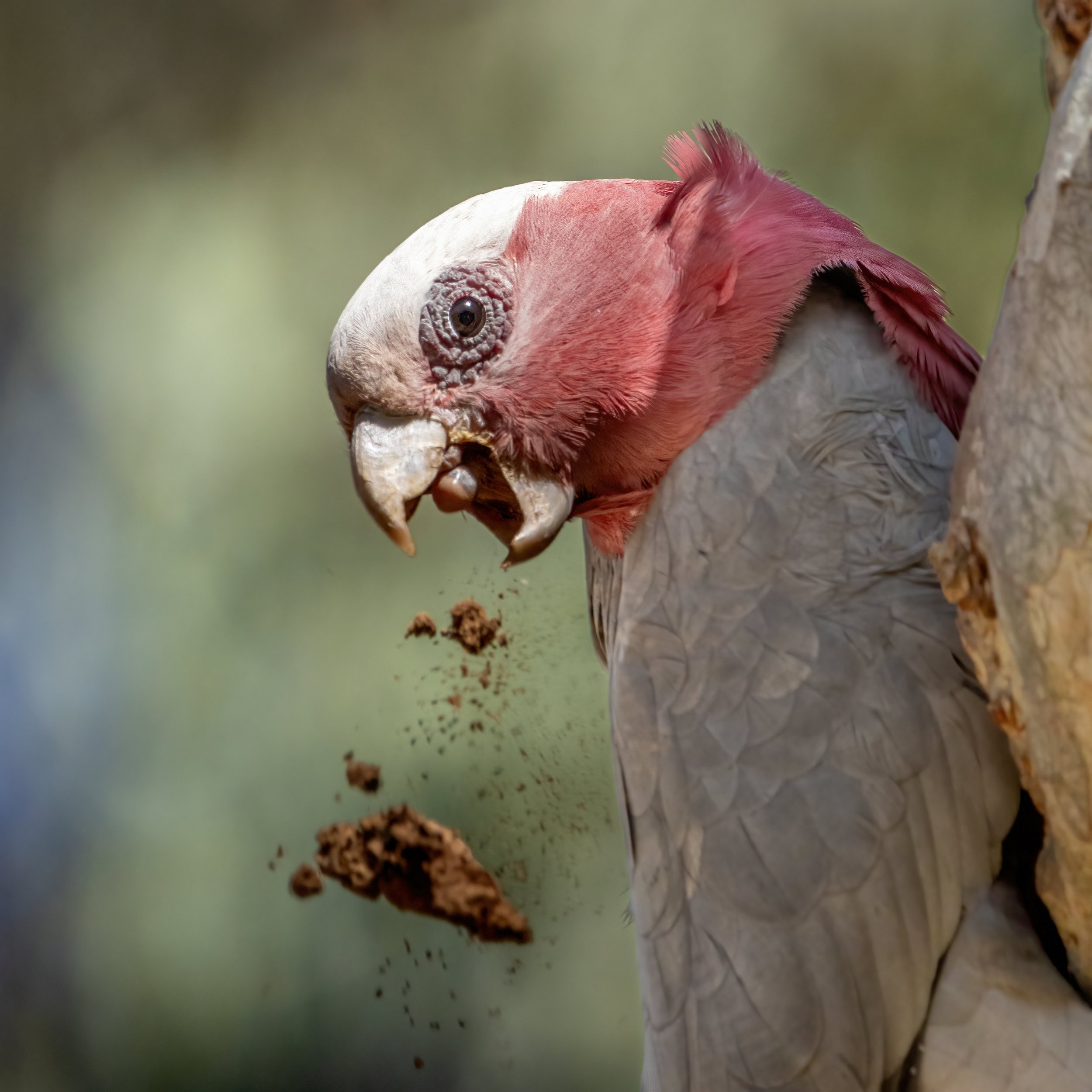Galah 3C.jpeg
