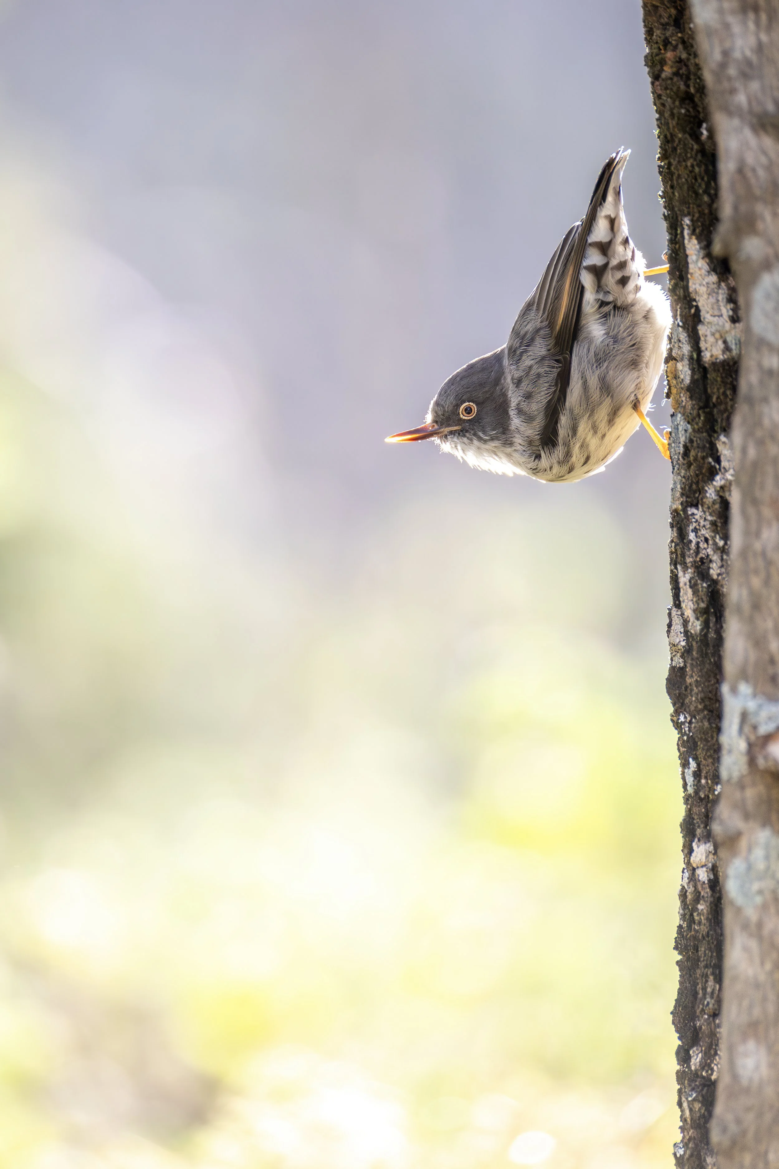 Varied Sittella 3.jpeg