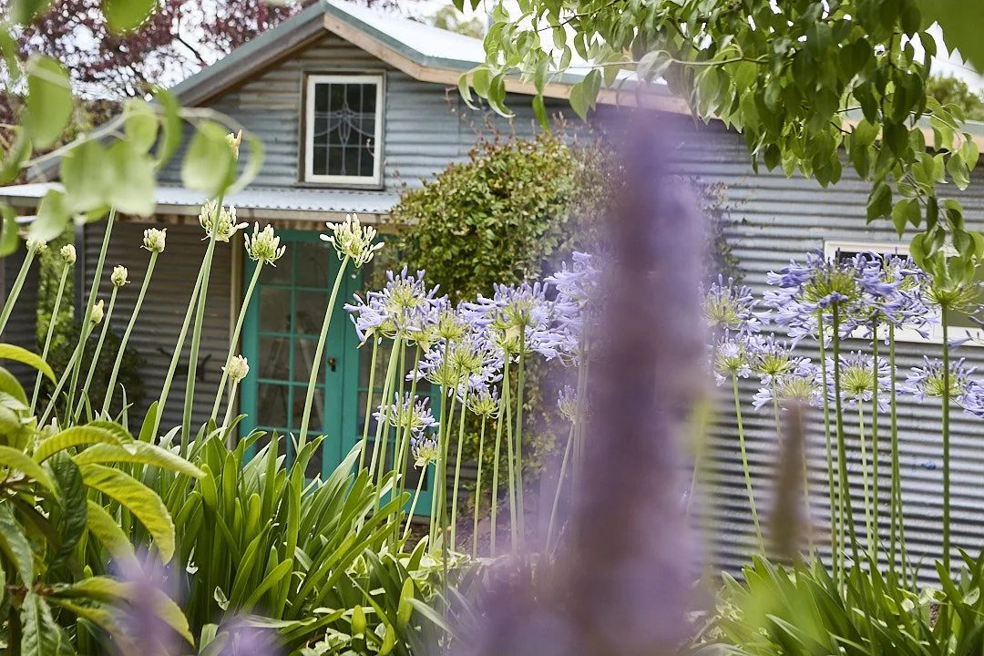 Exterior of Slow House in Hepburn Springs with purple agapanthus flowers in a lush garden outside a weathered blue-gray cottage