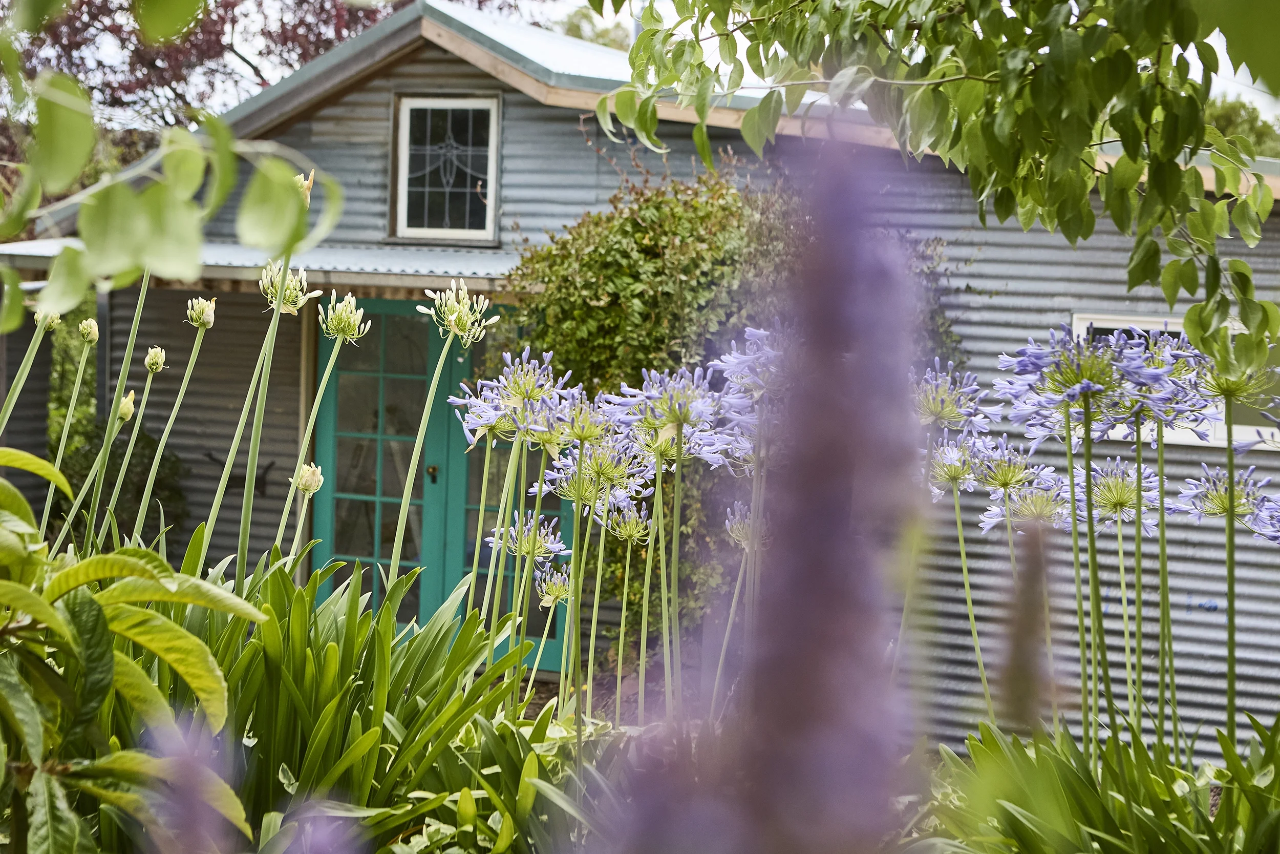 Lush garden with purple agapanthus flowers in front of a weathered corrugated-metal cottage with a turquoise door.