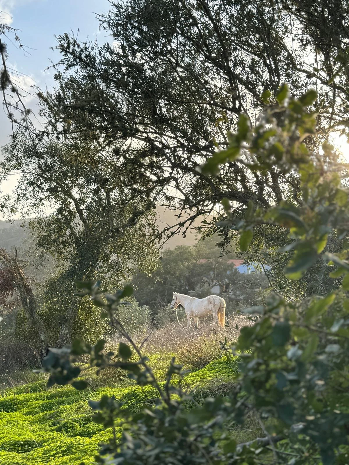 Horse in nature.jpeg