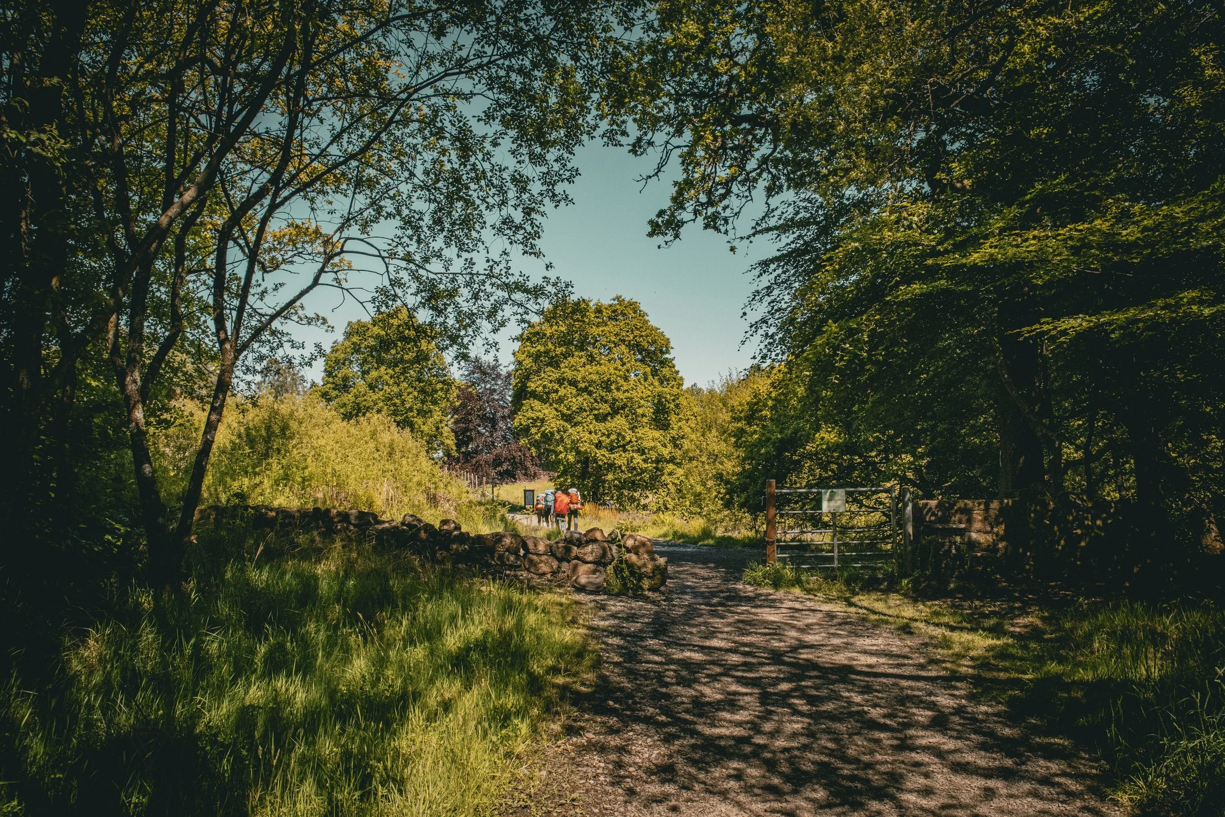 A dirt path through a lush, green forest with walkways overgrown grass, trees, and a stone border on the side. Two people are walking away in the distance.