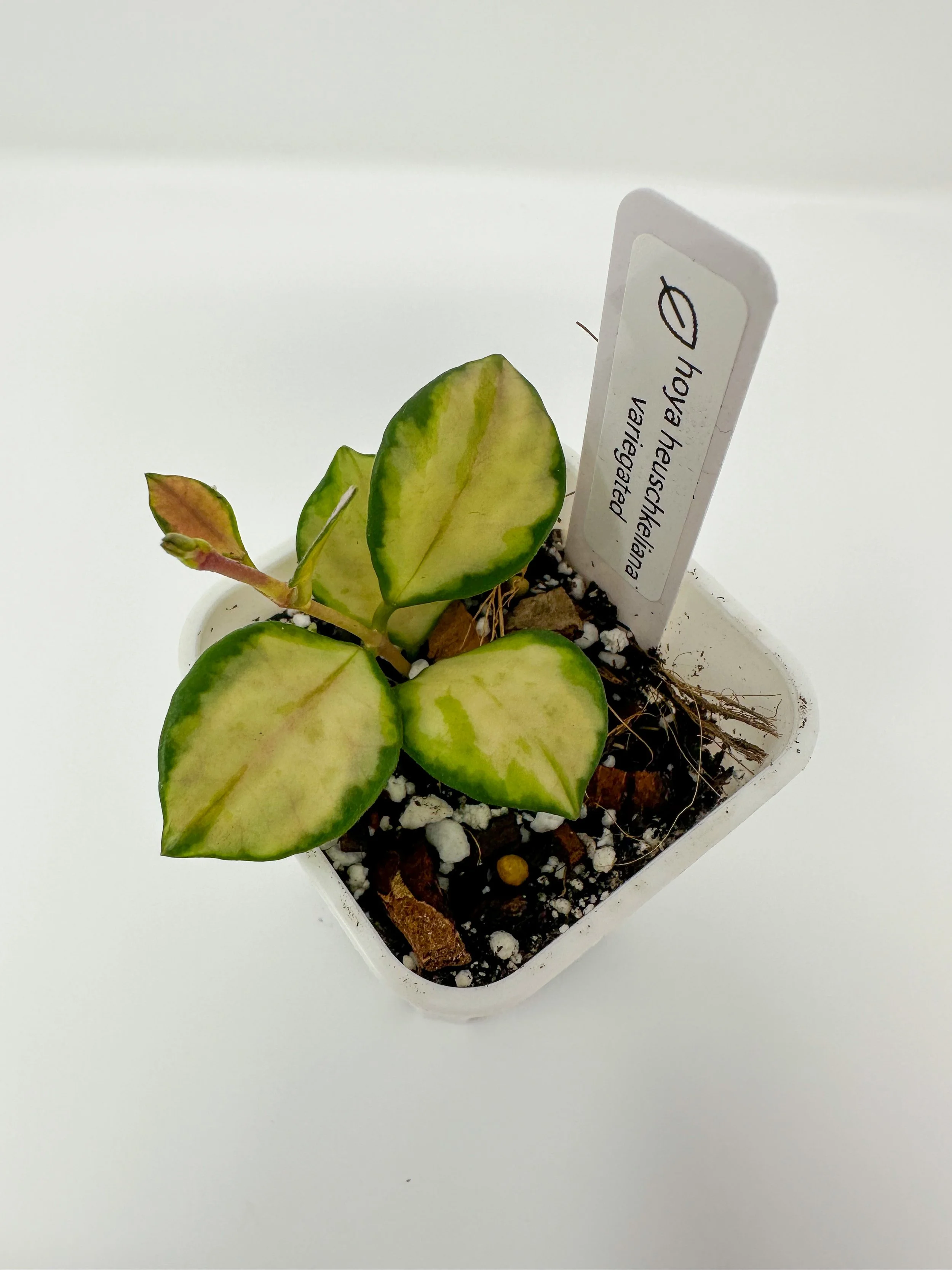 Hoya Heuschkeliana Variegated -013