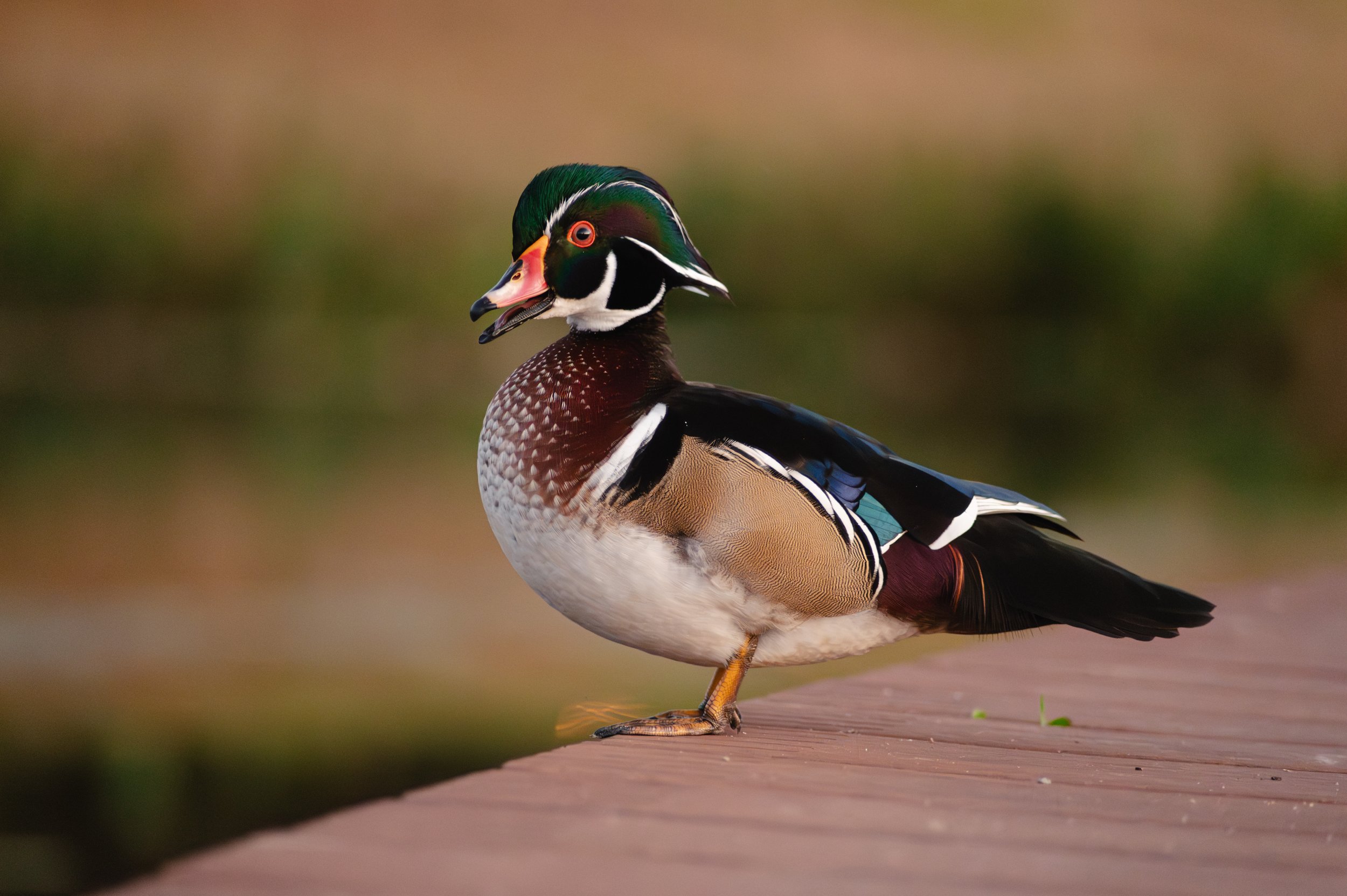 868A963A-13F3-4E39-B5AF-B86F0CC55D03.jpeg