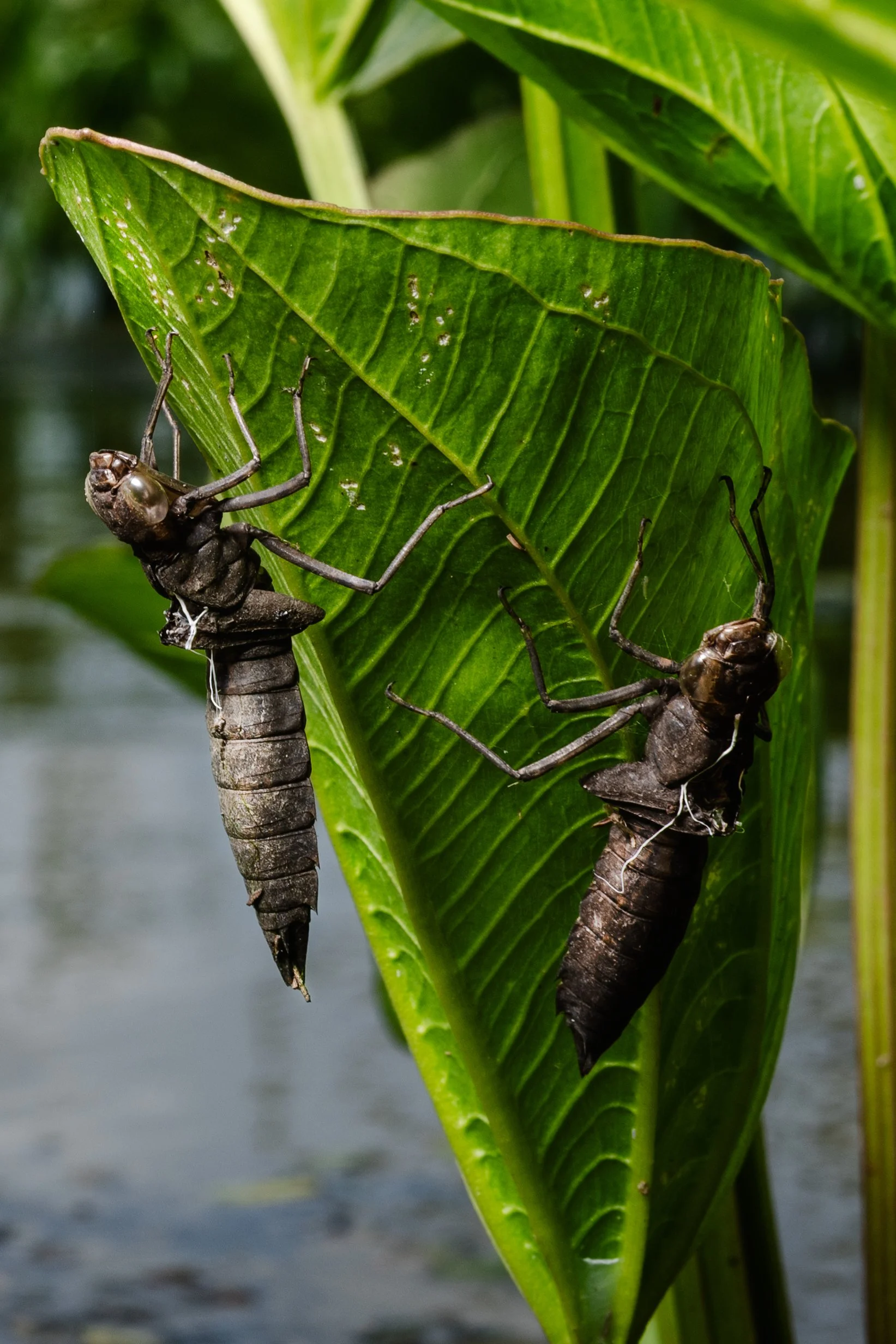 Dragonfly Nymph Molts.jpg
