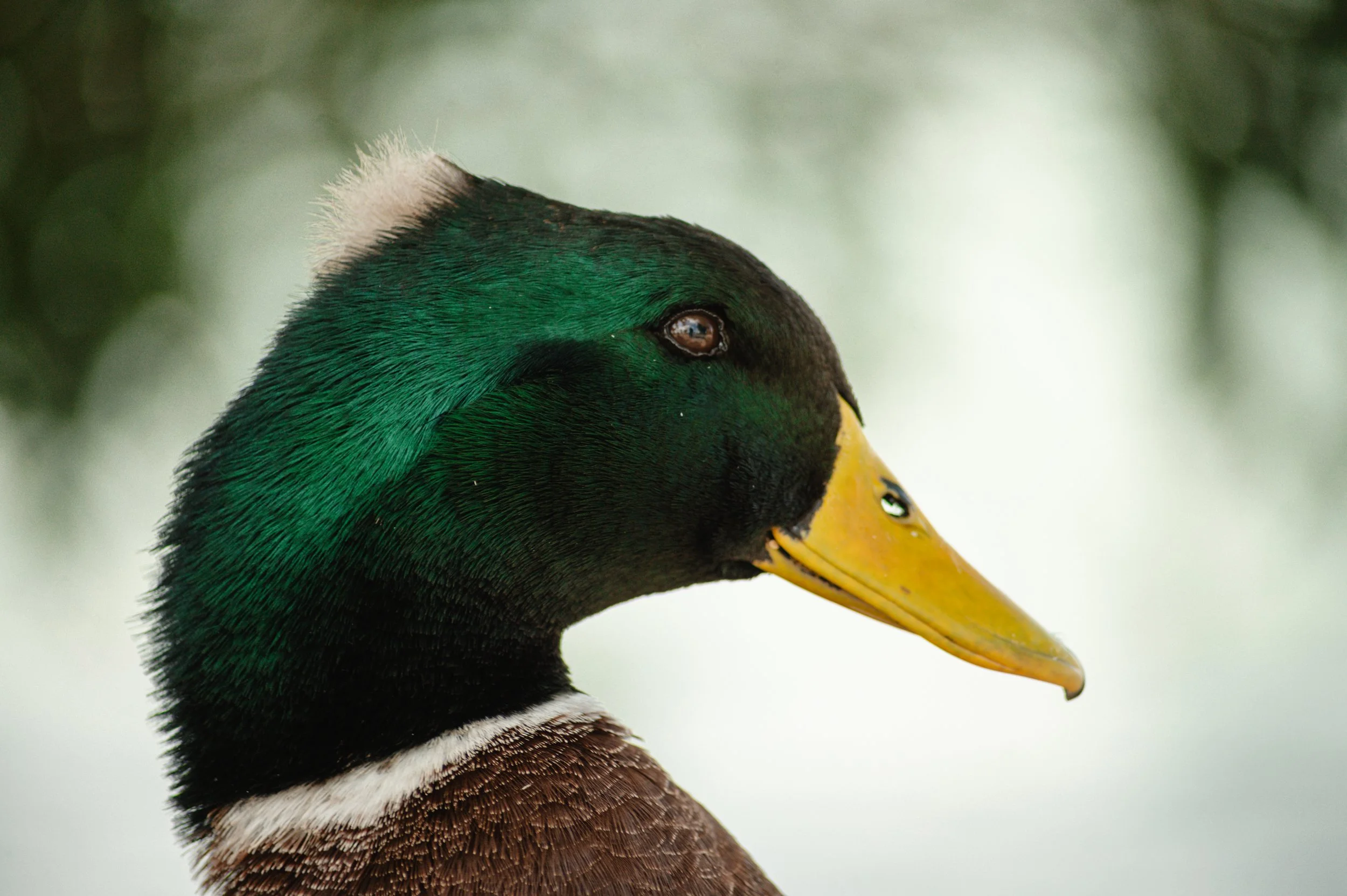 Mallard-2.jpeg