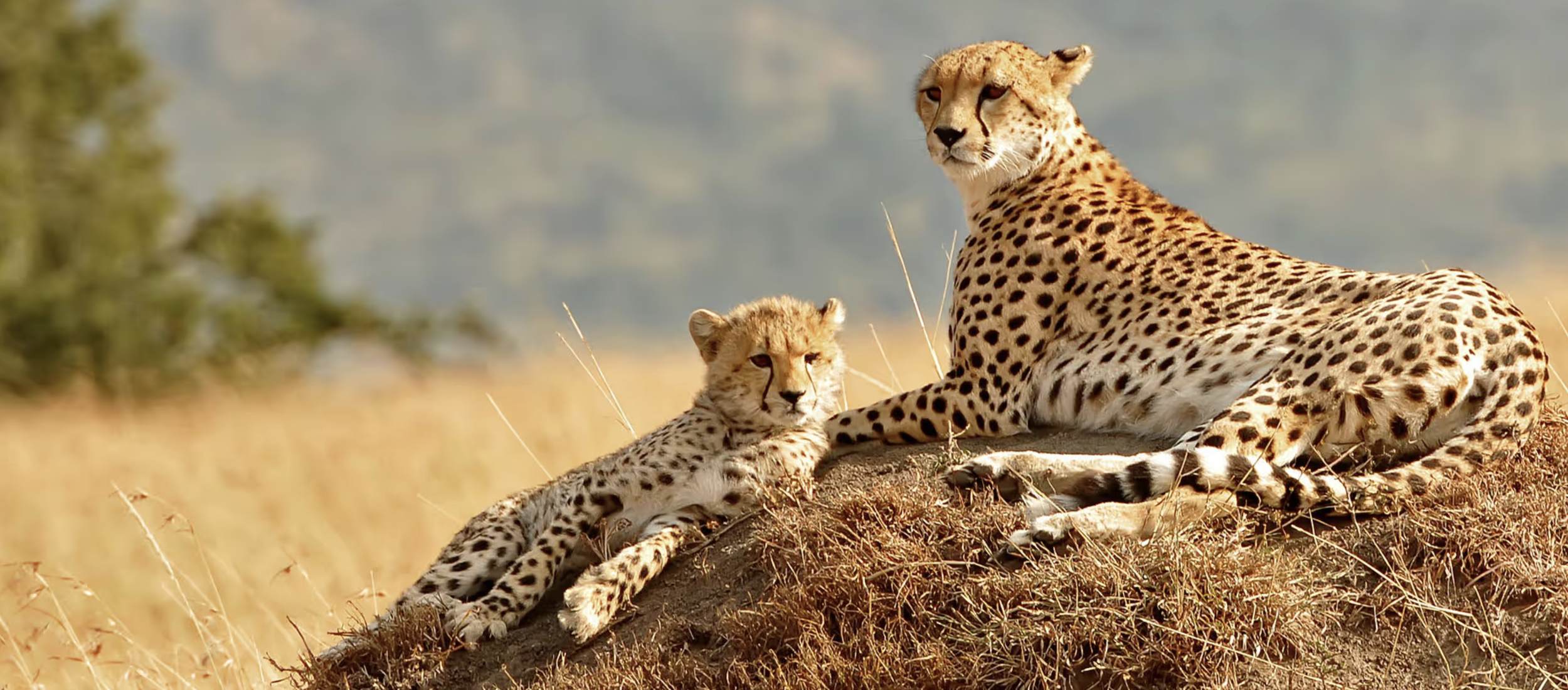 Screenshot 2026-01-06 at 9.27.18 AM.png