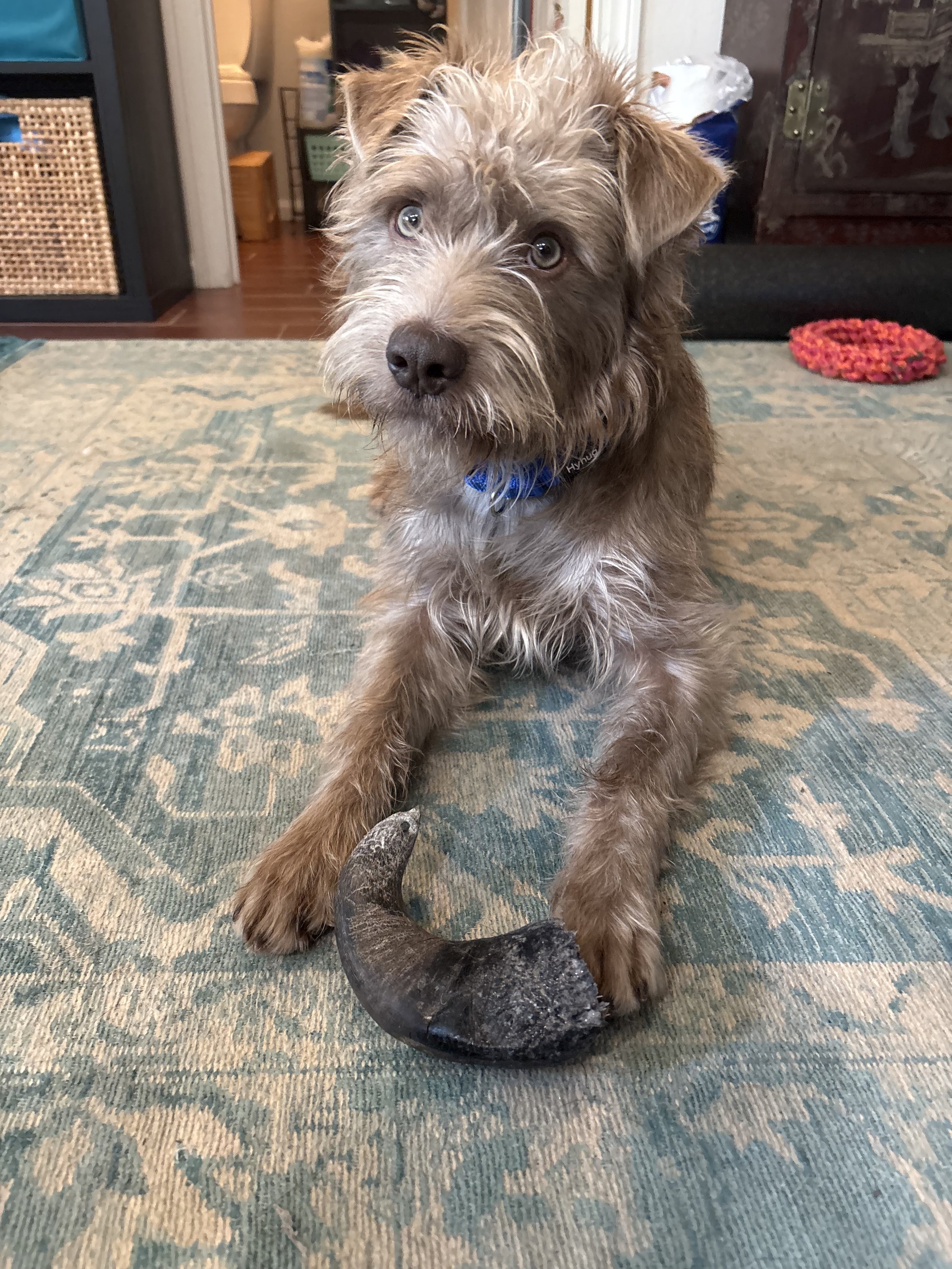 Alumni Dennis (Fabian) was rescued from Kern County Animal Services in Bakersfield, CA. He presented with a pelvis that had previously healed without surgical intervention. During his time in our care, Dennis was treated for pneumonia contracted at t