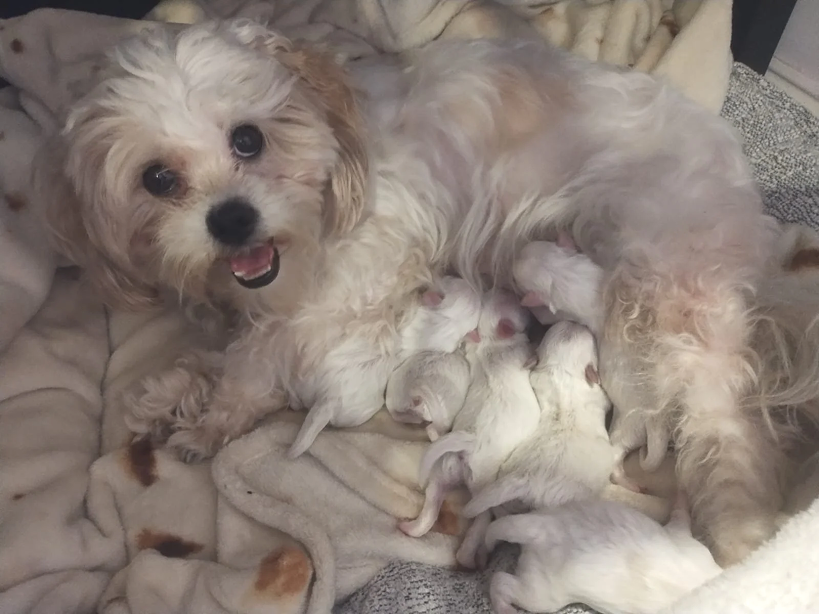 Luna's Party of 7! 
Luna’s mother adopted her without knowing she was pregnant, as her former owners did not share this information. After Luna gave birth in her new home, her mom faced an unexpected challenge. Fortunately, she reached out to AAF, wh