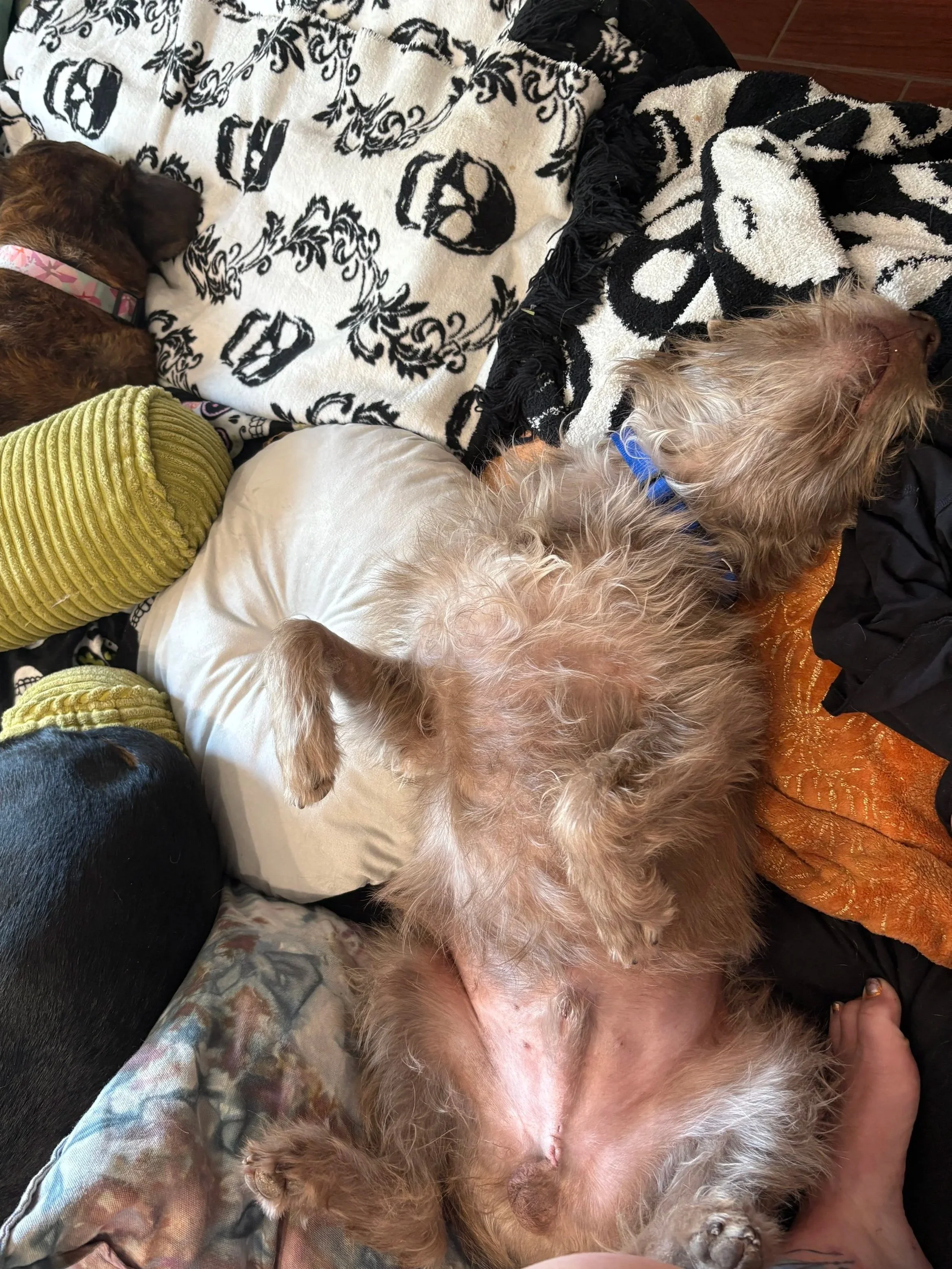 Dennis recovering post-neutering.