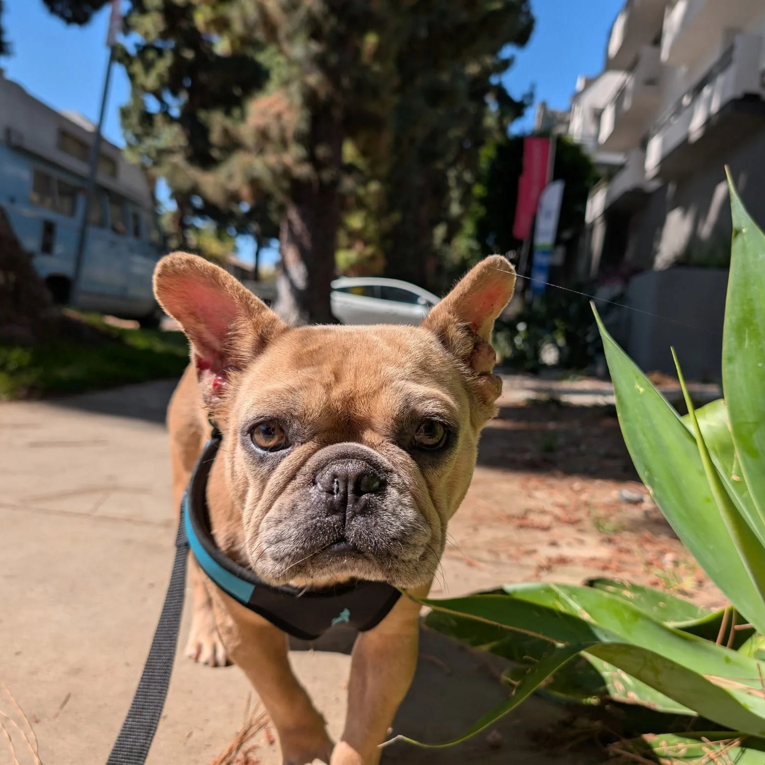 Brie (Baguette) was rescued from Kern County Animal Services in Bakersfield, CA. She needed Total Ear Canal Ablation surgery on both ears, as well as surgery for Brachycephalic Airway Obstruction Syndrome and severe allergies—common problems in Frenc