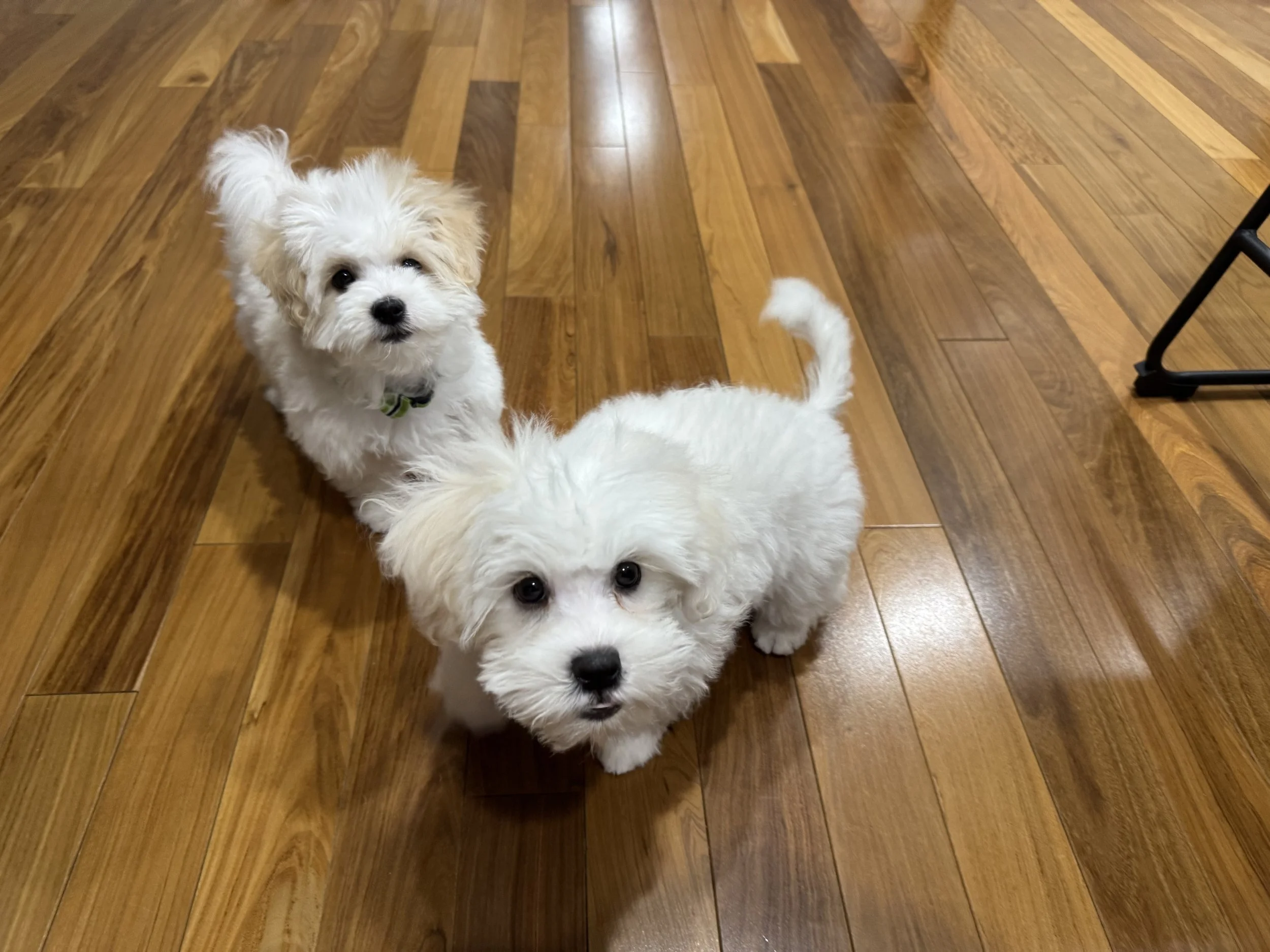 Alumni Casper (Snowball) and Ollie (Snowflake) were fostered by our President.