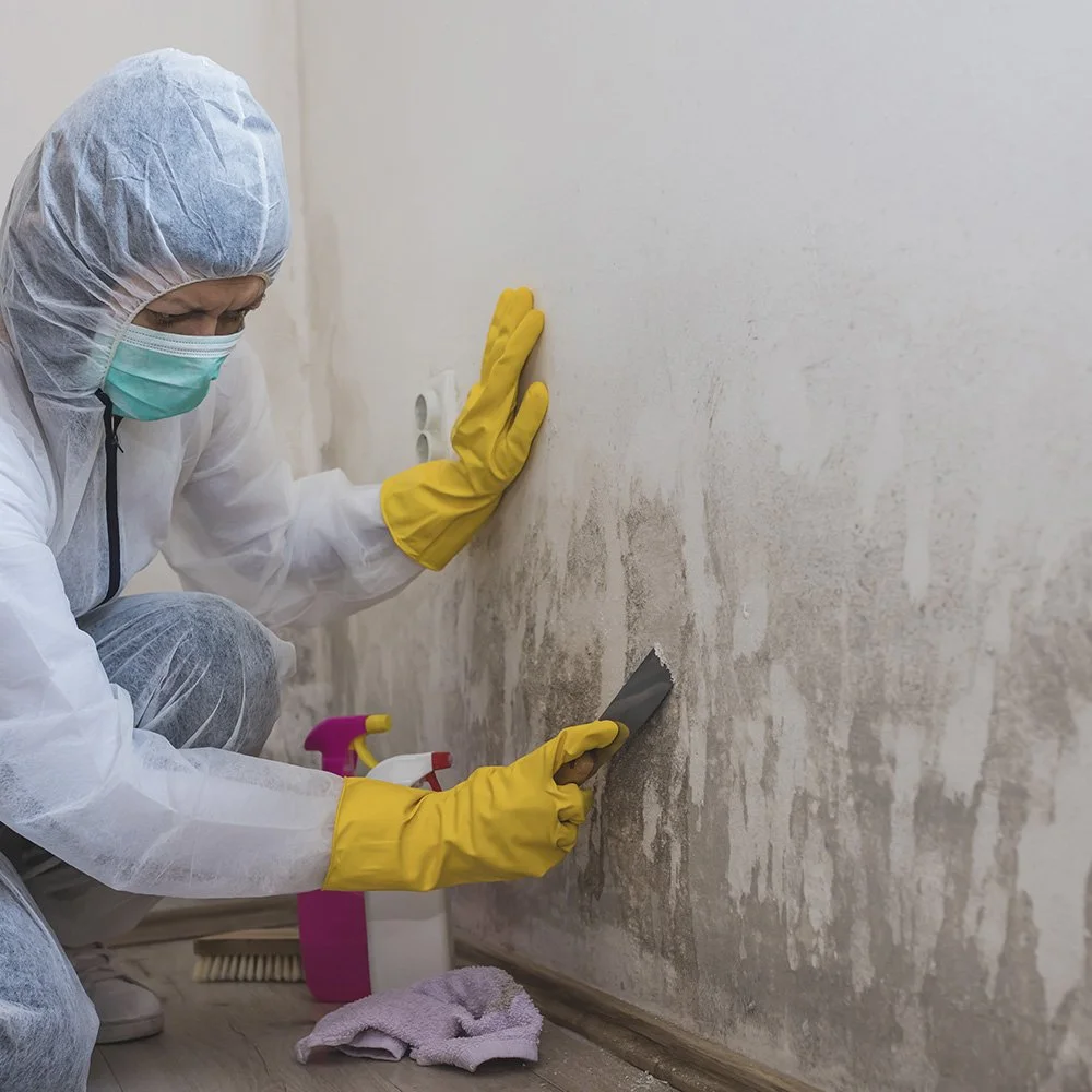 Mold Remediation