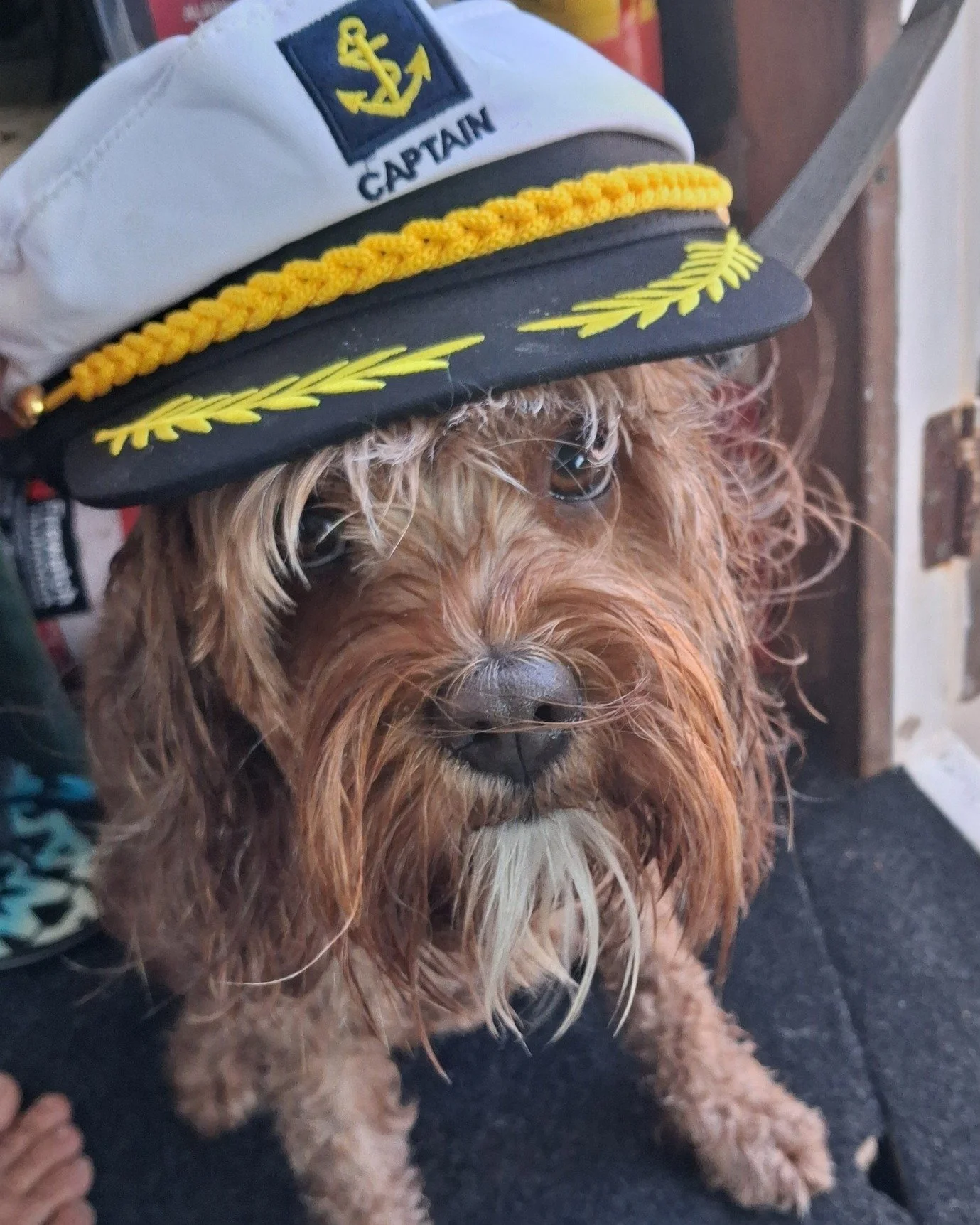 Awww, maybe the cutest captain we've had yet! Do you agree?
.
.
.
#captain #dogonboat #dogsofnz #dogs #dogsofinstagram #dogsofnz🇳🇿 #taurangaharbourviews #purenewzealand🇳🇿 #purenewzealand #bayofplentybusiness #boatlife #taurangaharbour #privatecha