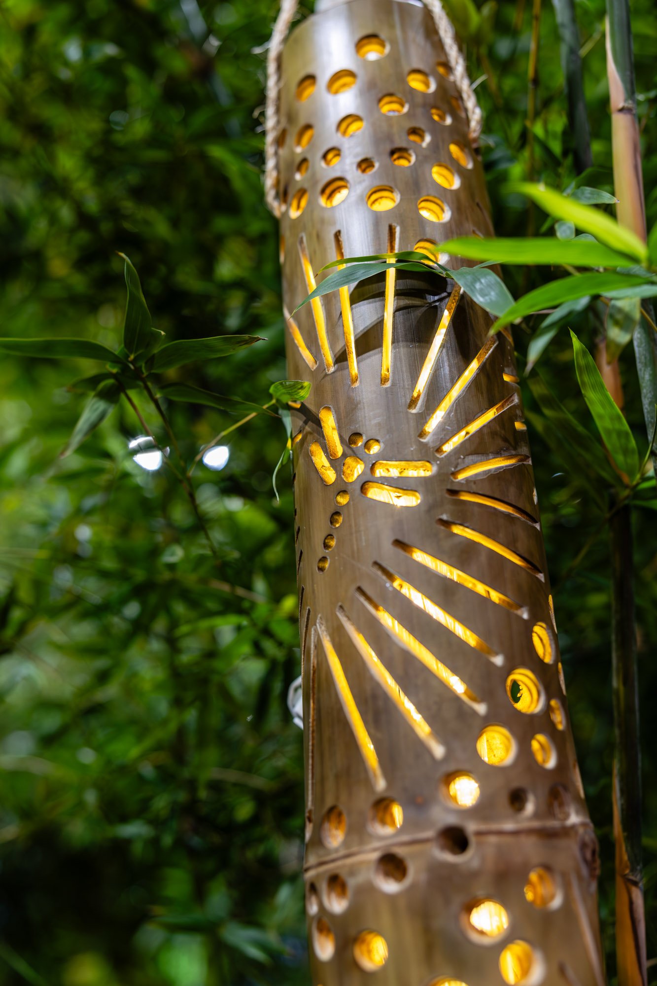 new shoots yellow-1.jpg