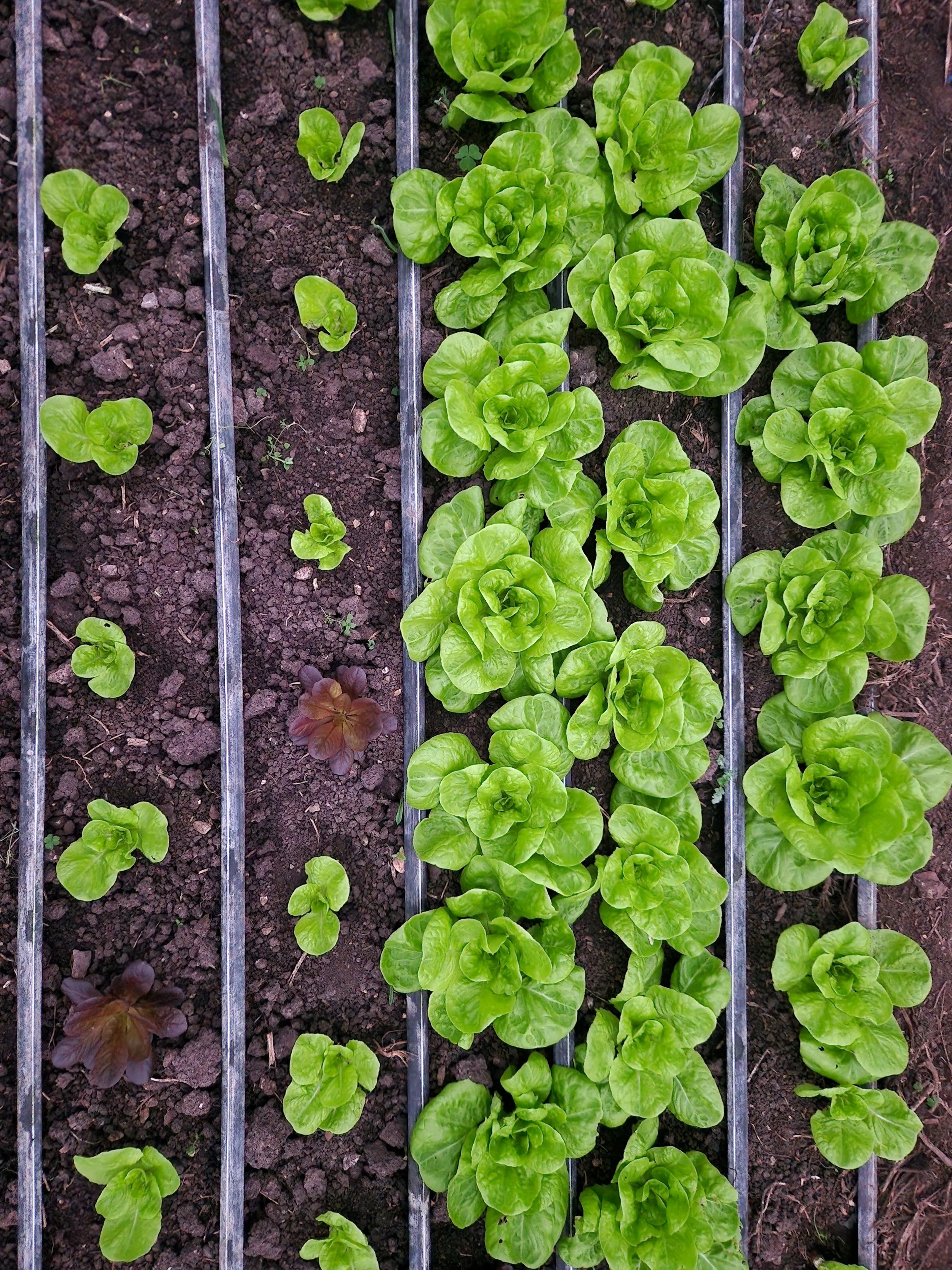 Insights from UK Field Trials: Fermented Seaweed Biostimulant in Practice