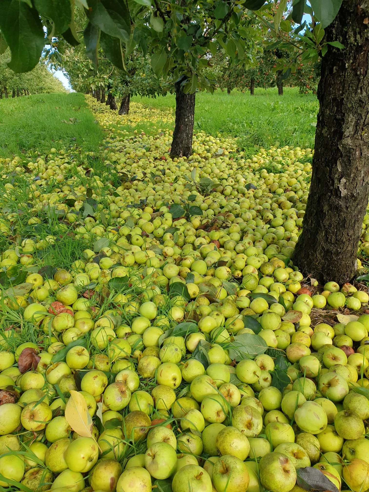 Double Blind Cider apple Orchard trial