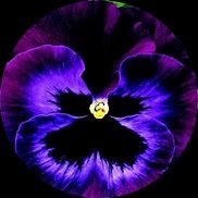 Mole End_edited.avif.jpg