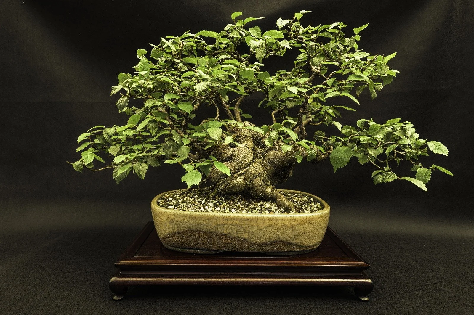 WhatsApp Image 2025-08-12 at 15.10.13.jpeg