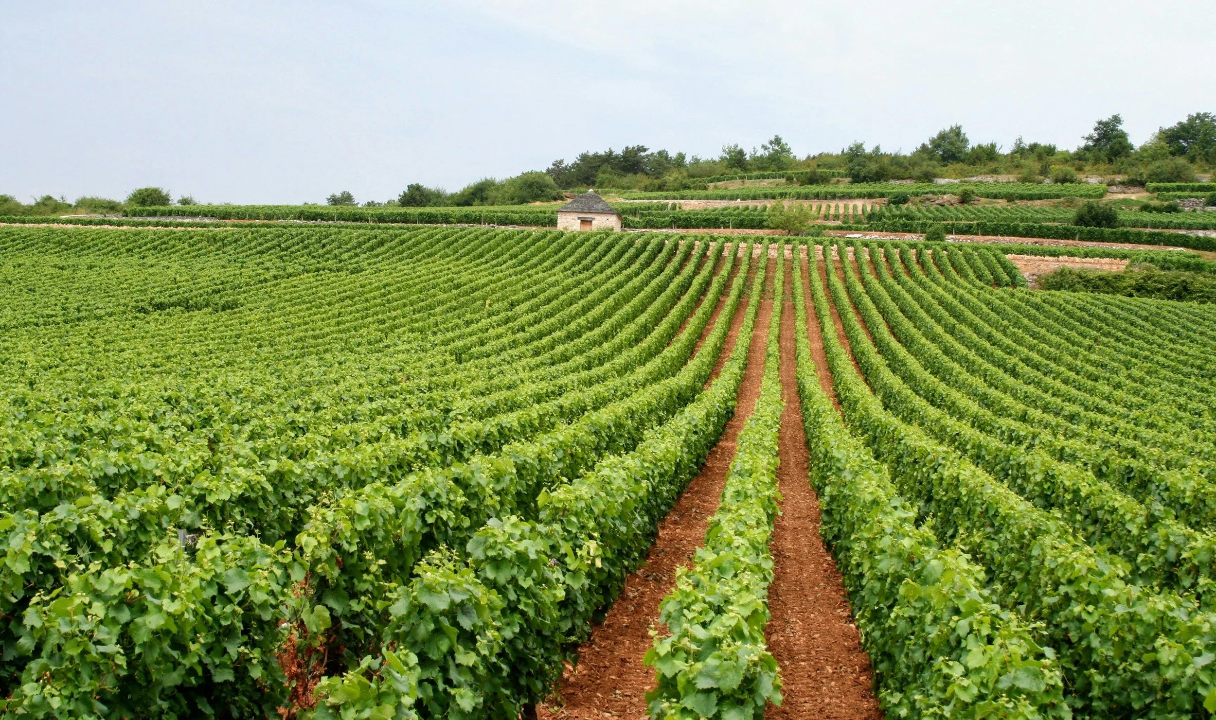 Vineyard with green grapevines, dirt pathways, and a small stone building in the distance under a cloudy sky.