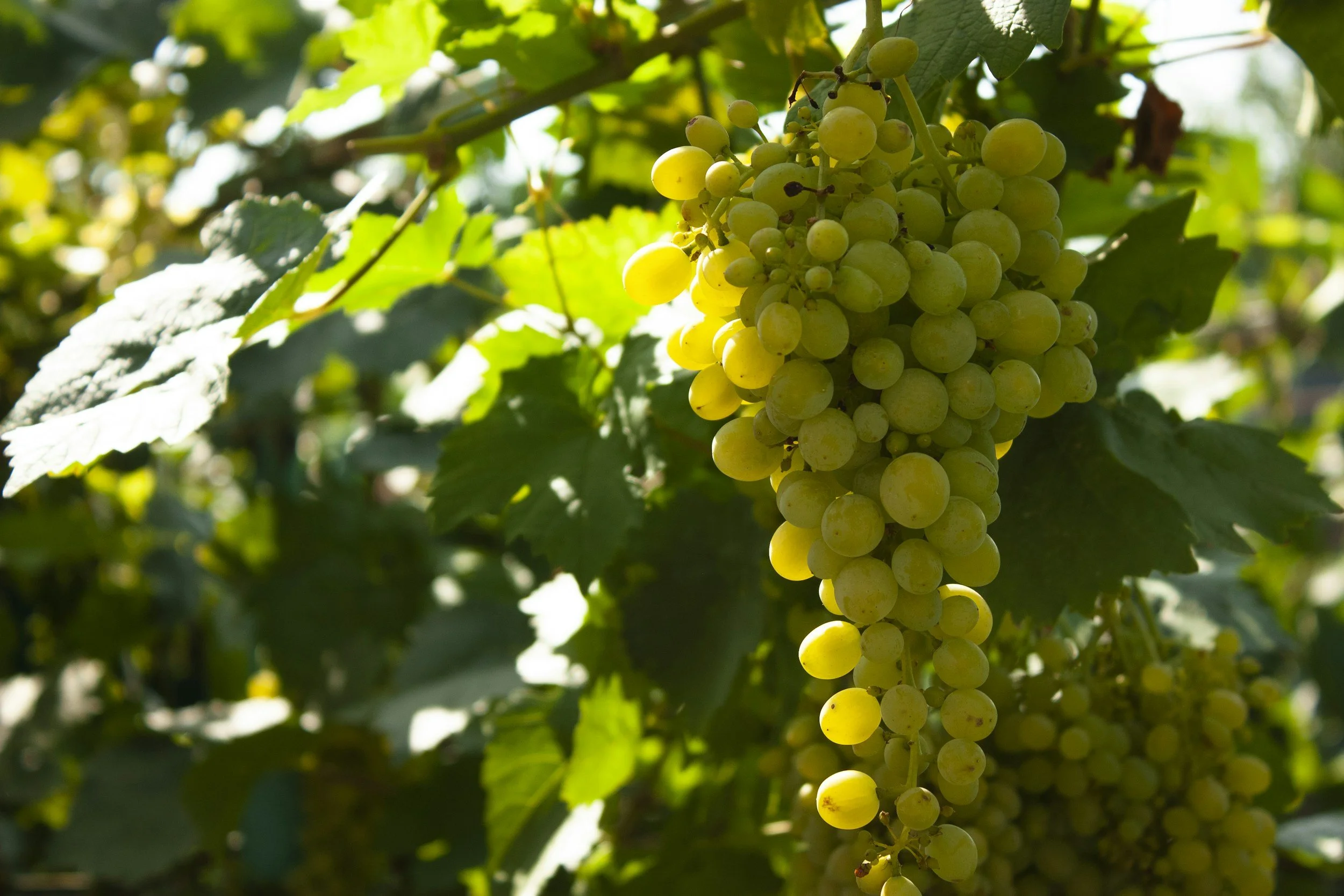 A bunch of green grapes hanging on a vine surrounded by green leaves in sunlight.