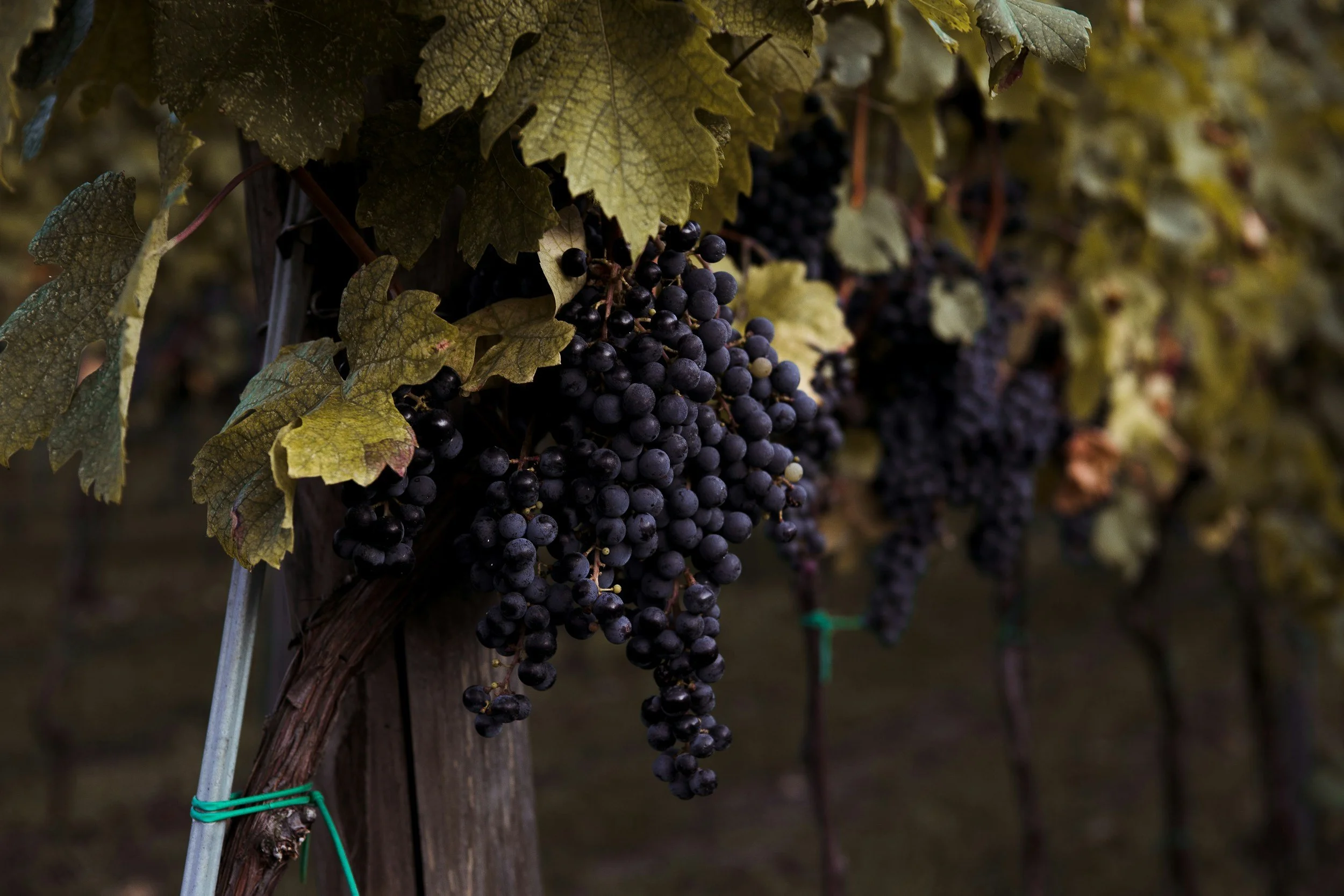 Rows of grapevines with bunches of ripe, dark purple grapes hanging from the vine in a vineyard.