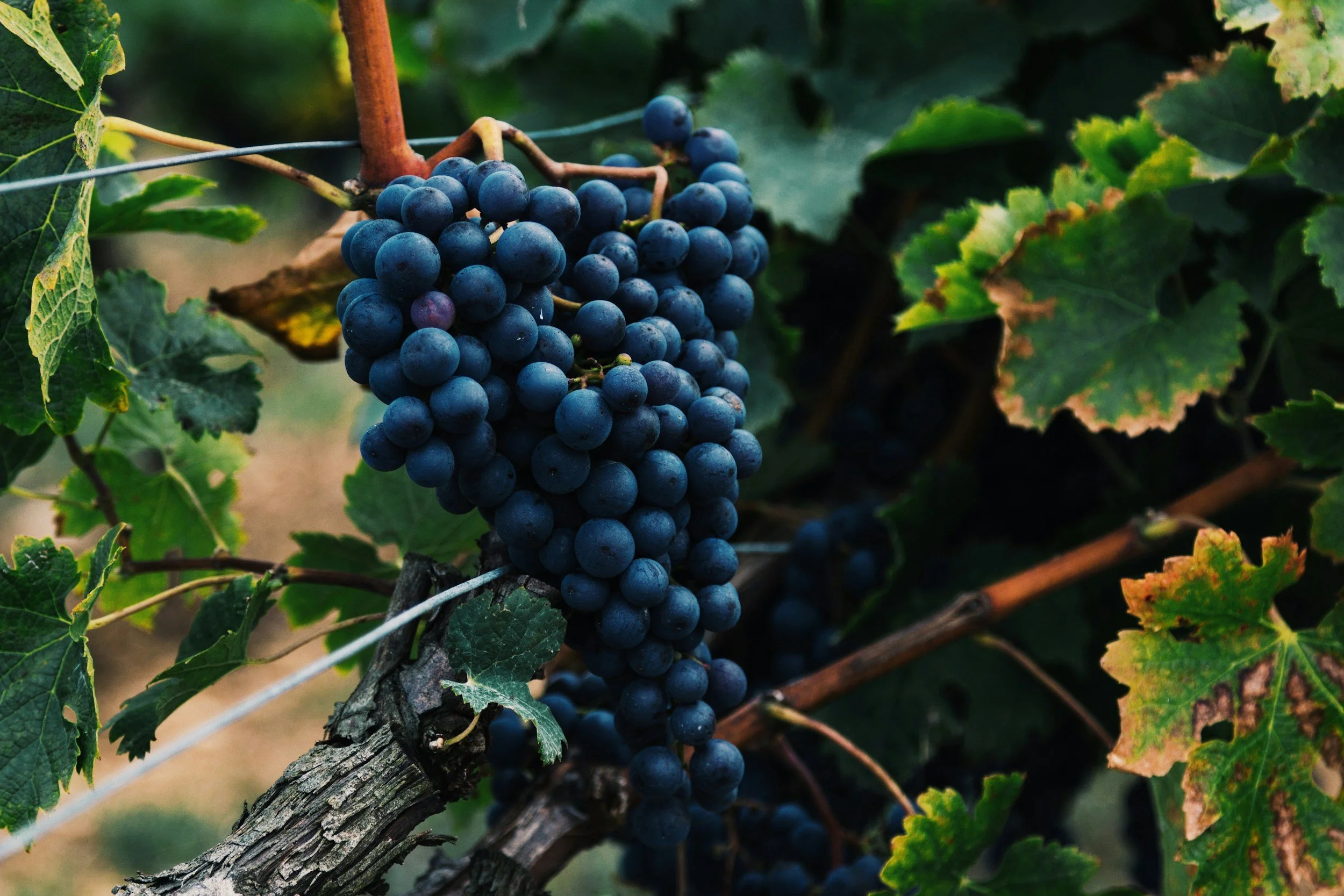 Cluster of ripe dark purple grapes hanging from a vine with green leaves.