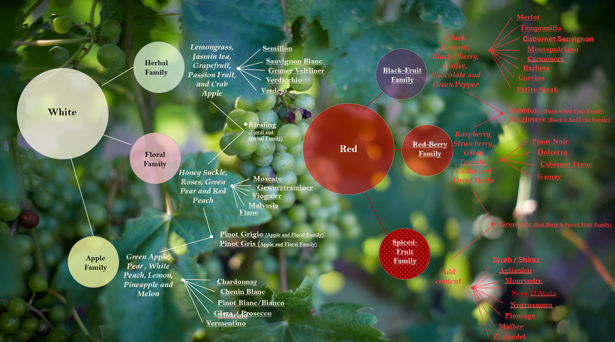 Chart showing different types of grapes and wine, organized by color groups and wine families, with specific grape varieties listed under each category.