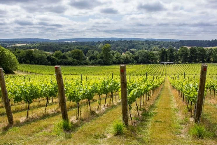 Vineyard with rows of grapevines and wooden posts, green landscape, and cloudy sky.