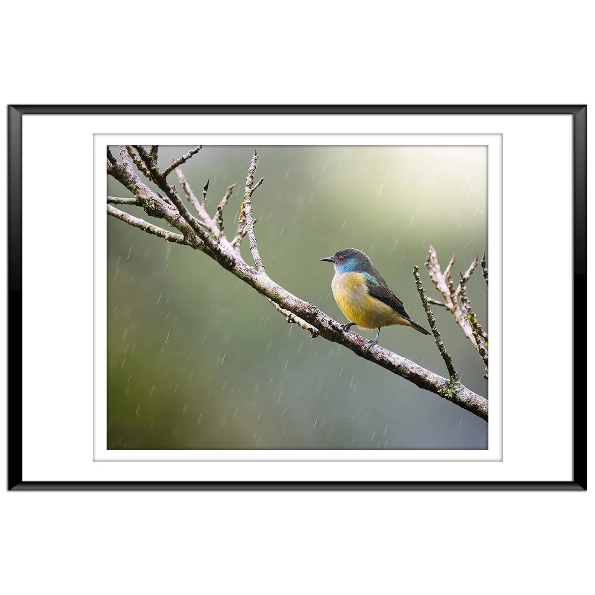 Scarlett-Thighed-Dacnis.jpg