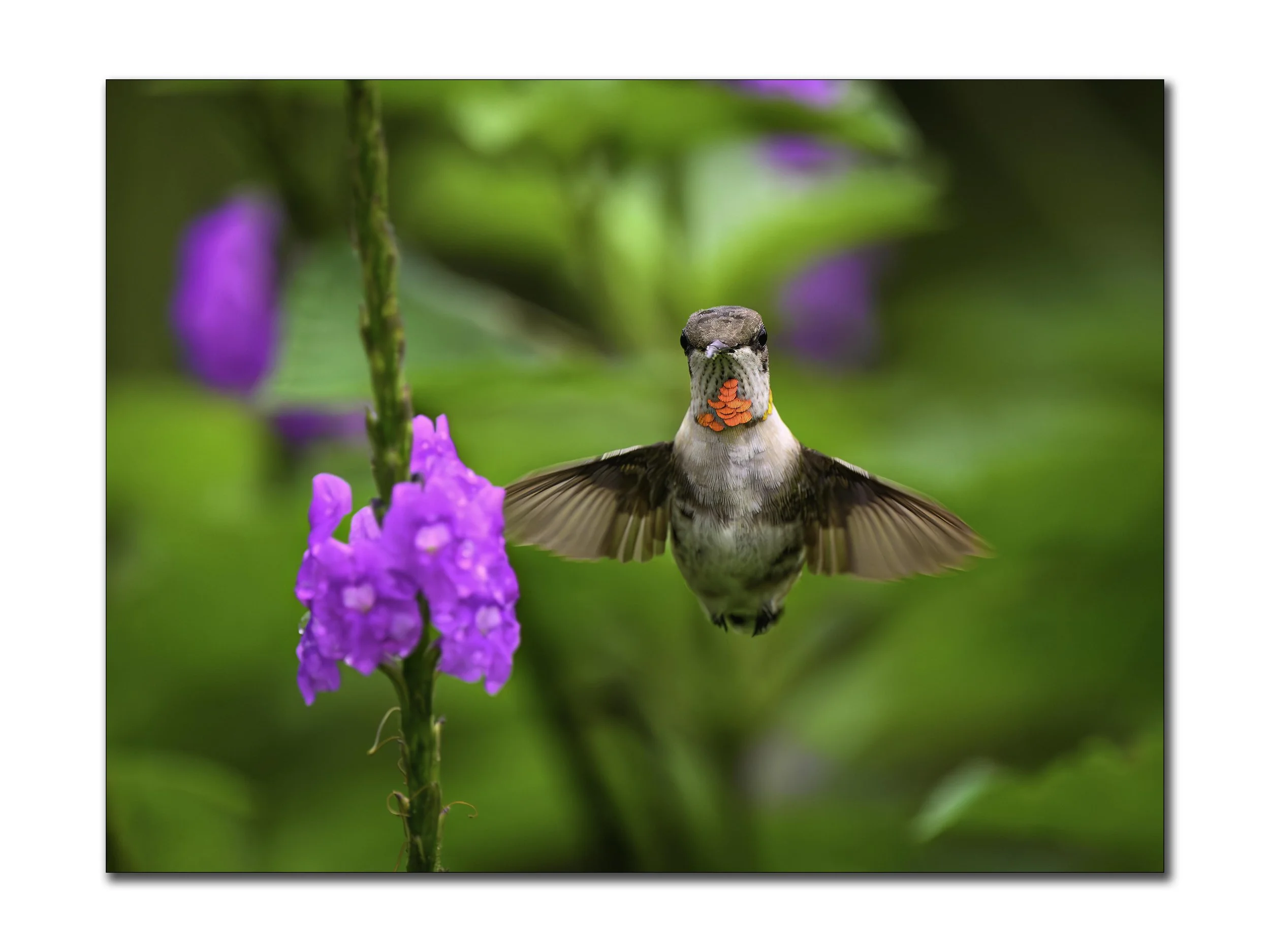 Ruby Throated Hummingbird -2.jpg