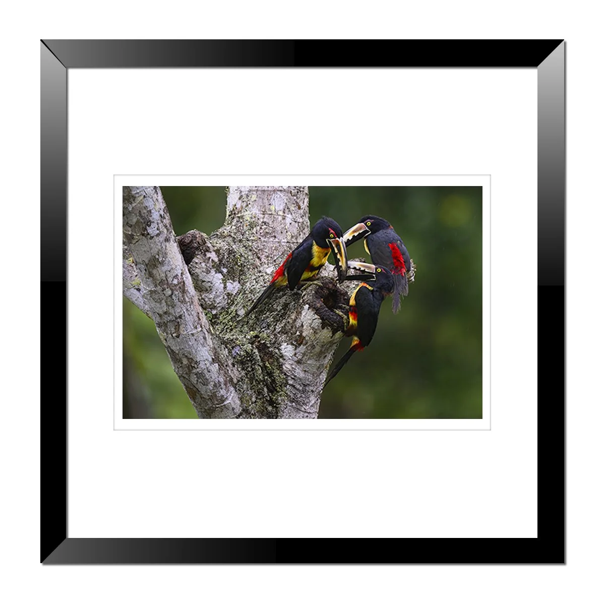 Collared Aracari Triplet.jpg