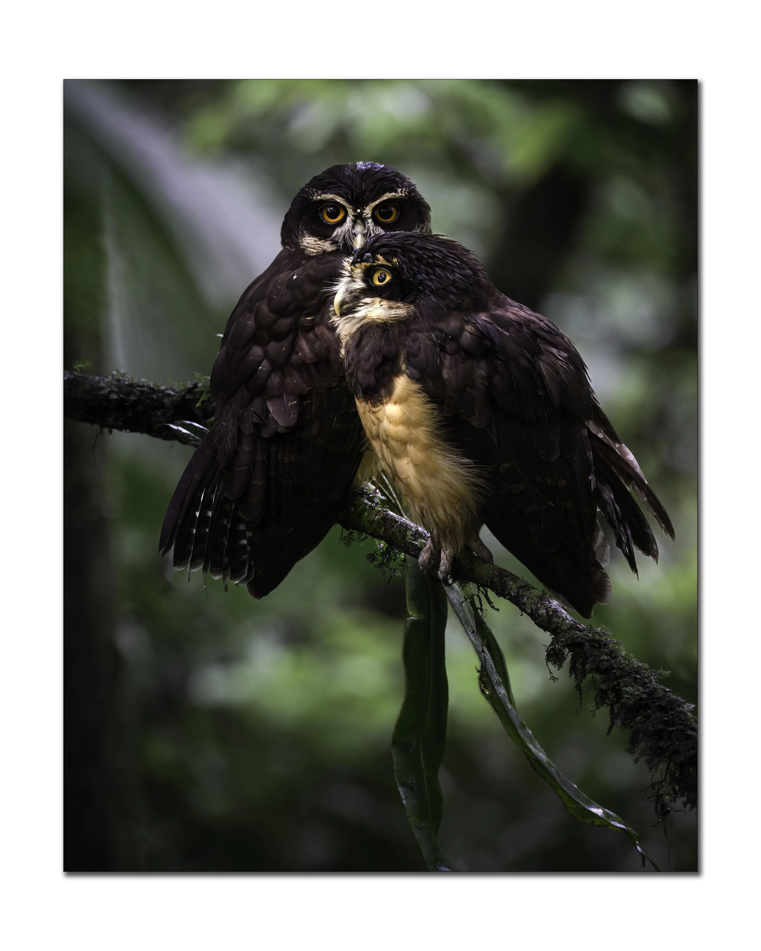 Spider Owl Pair.jpg