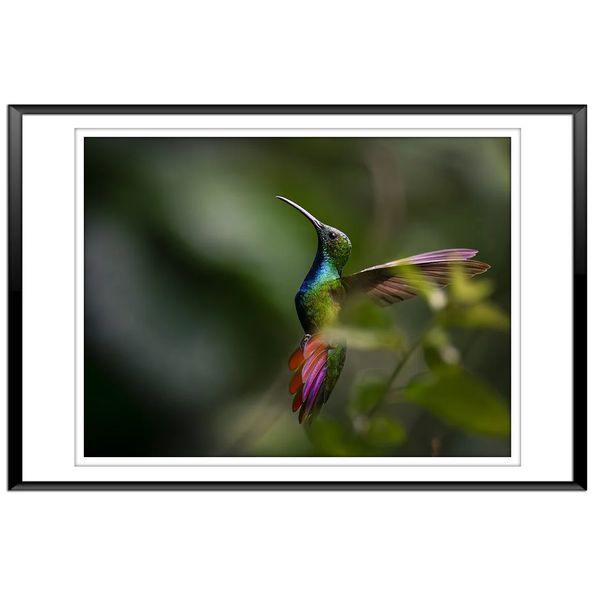 Rufous-Tailed Hummingbird