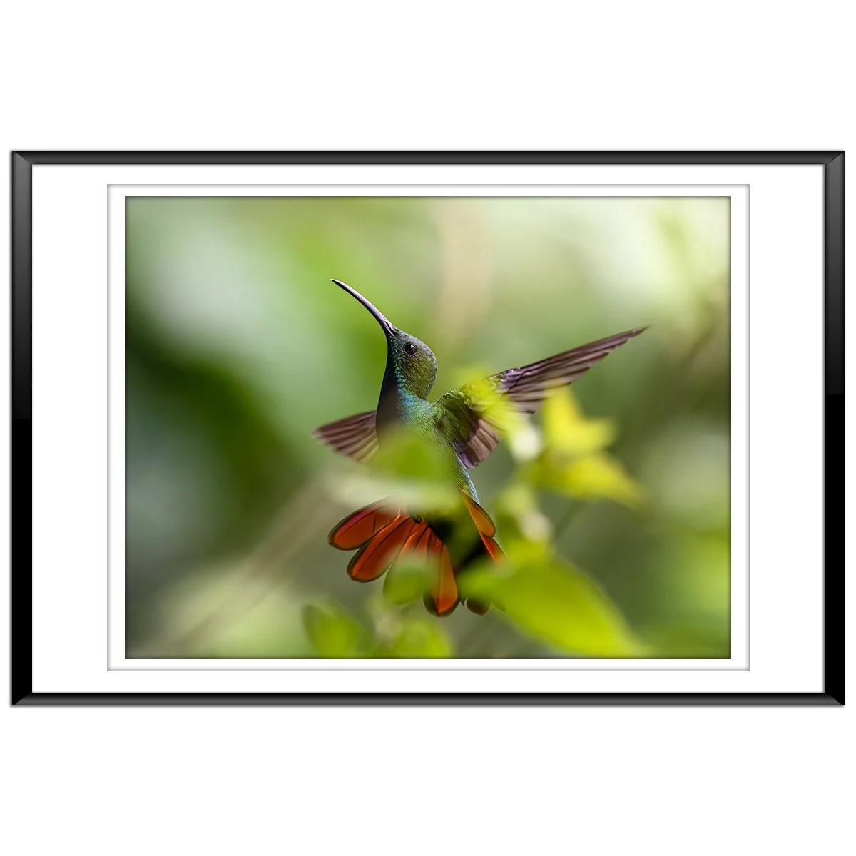 Rufous-Tailed Hummingbird