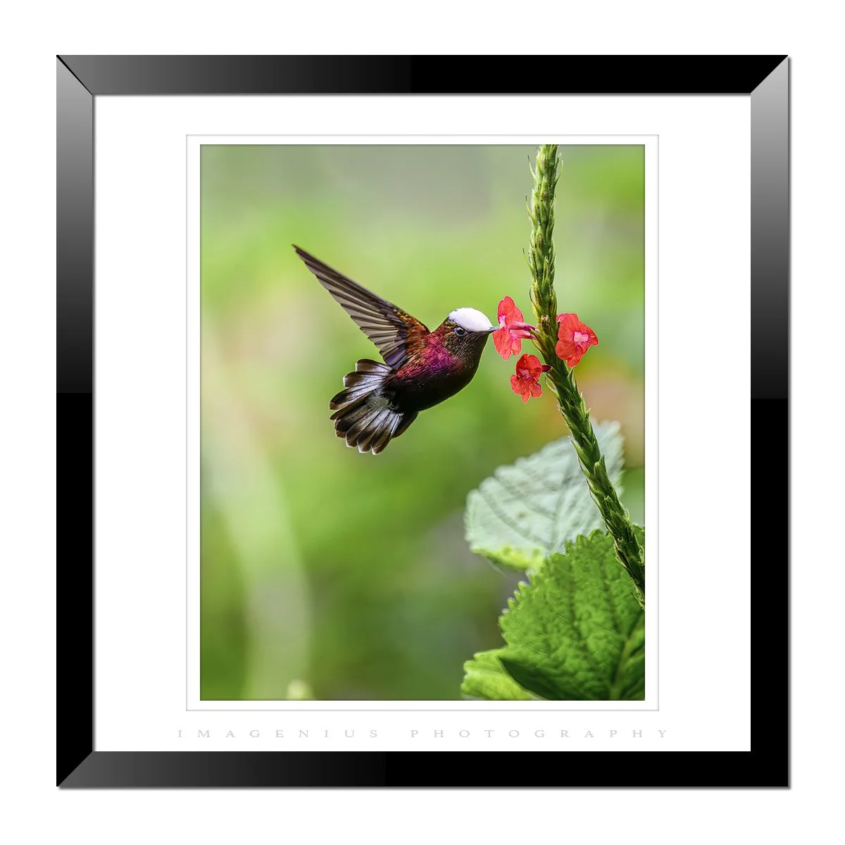 Snowcap Hummingbird
