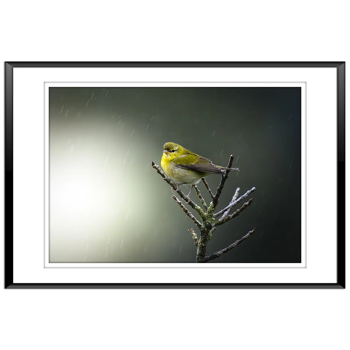 Tennesse_Warbler.jpg