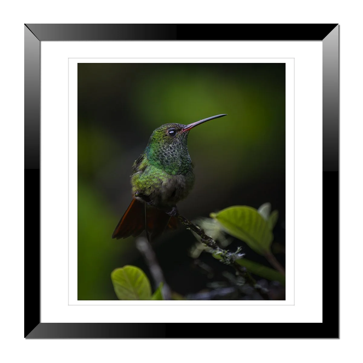 Rufous-Tailed Hummingbird